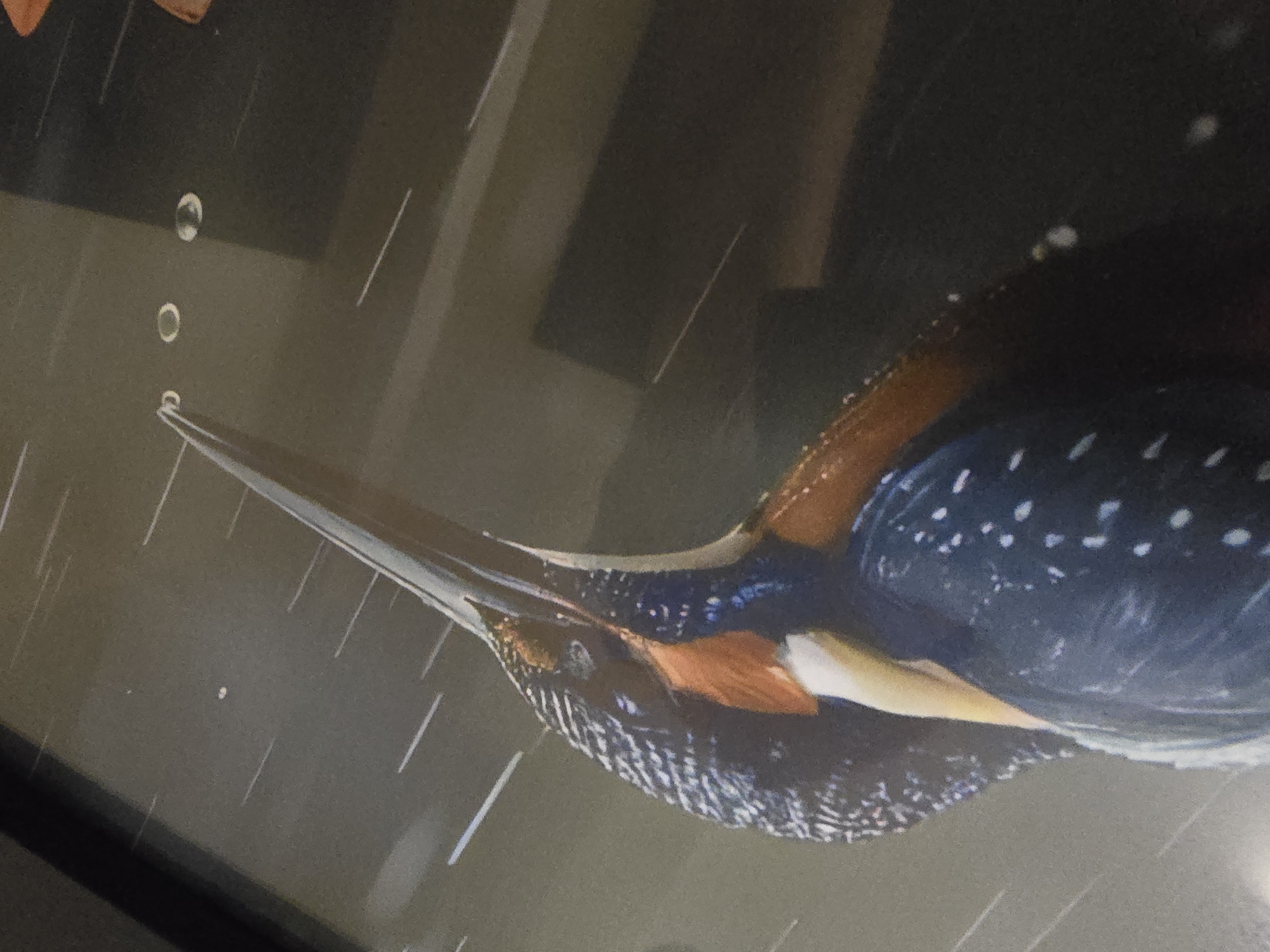 A close-up, diagonal shot captures a kingfisher, likely in motion near or within water. The bird dominates the right side of the frame, facing downwards with its long, pointed black beak leading. Its back is a vibrant deep blue, speckled with white dots, contrasting with the reddish-brown feathers on its neck and chest, and a prominent white patch on its belly.
The background is dark and muted, appearing as a deep grey-green, possibly representing water or a shadowy environment. Numerous thin, white vertical and diagonal streaks are scattered across the background, suggesting rain or disturbance in water. Several distinct, round water droplets are visible near the bird's beak and further up in the frame, reinforcing the aquatic setting. The bird's eye is partially visible, and its textured feathers are well-defined. There are no human subjects or visible text in the image.