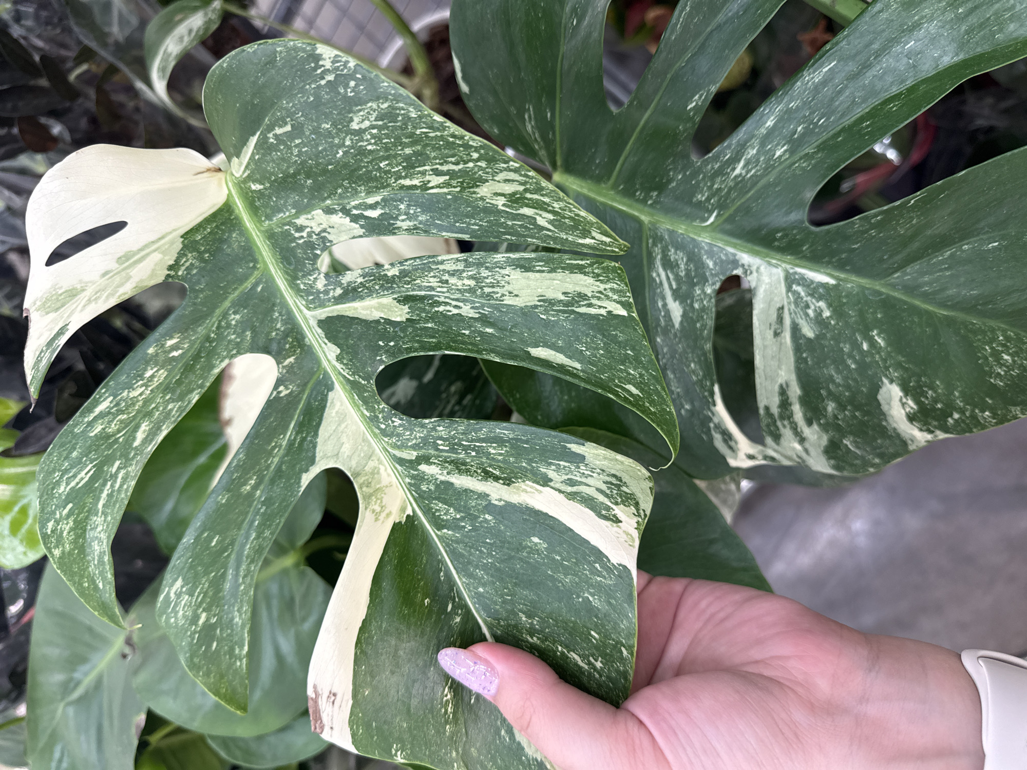 A close-up, high-angle shot shows a person's left hand, with a light pink, glitter-embellished fingernail and a white smartwatch, gently holding a large, variegated Monstera leaf. The leaf displays striking patterns of deep green interspersed with irregular patches and flecks of creamy white. Several fenestrations, or natural splits, are visible in the leaf. The background is blurred, showing other greenery and a hint of a retail environment, possibly a plant nursery or store, with a greyish floor. The location is not specified in the image itself.