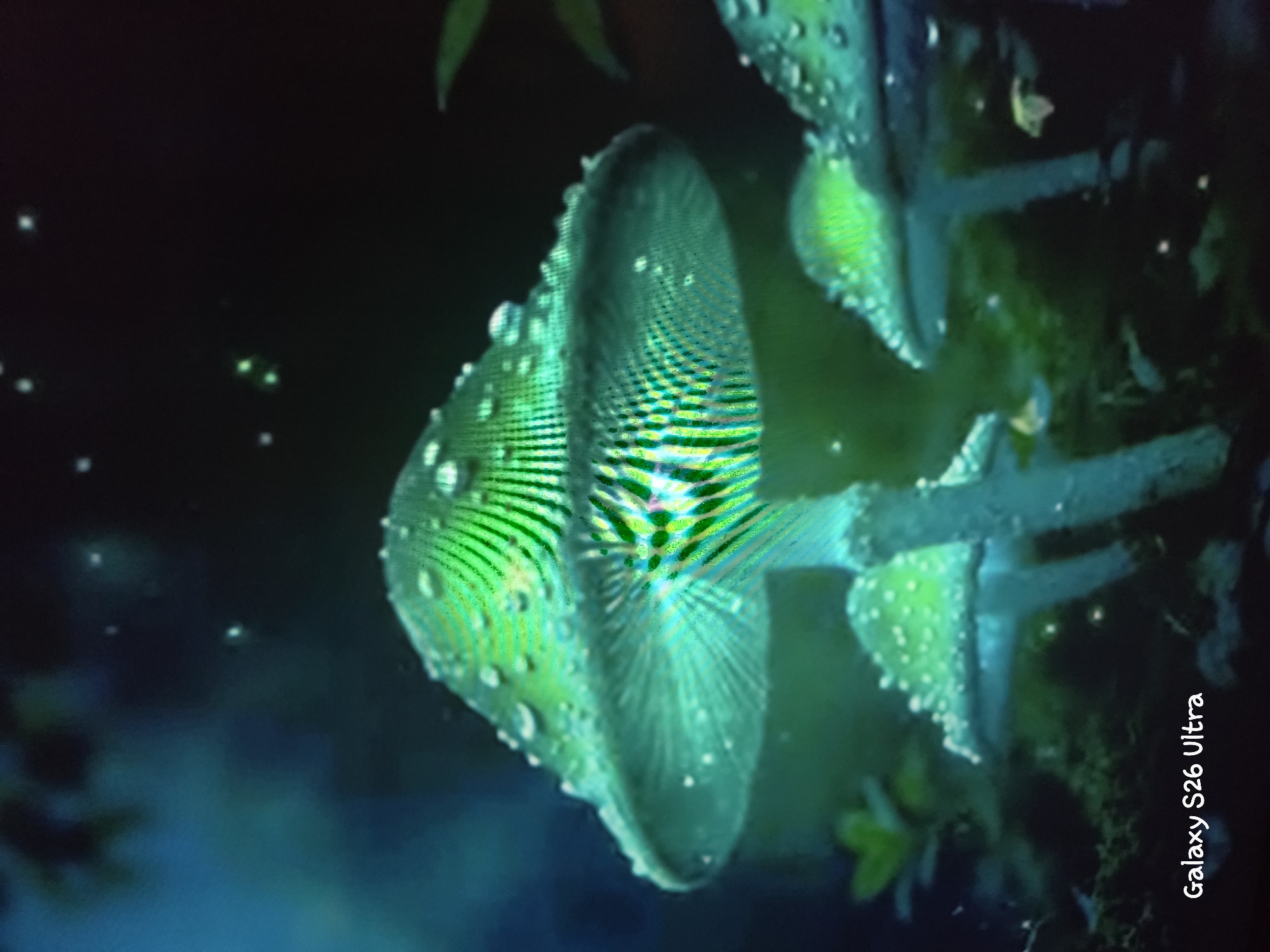 The image features a close-up, artistic shot of what appear to be bioluminescent mushrooms in a dark, atmospheric setting. The mushrooms are a vibrant, glowing green, with a textured surface covered in small, dew-like droplets. The caps have intricate, radiating lines, and a central portion of the cap on the left mushroom shows a colorful, almost rainbow-like, iridescent effect. Small, white specks, possibly fireflies or luminous particles, are scattered throughout the dark background, creating a magical or ethereal ambiance.
The scene is dark, suggesting it might be nighttime or a very dimly lit area, perhaps a forest floor. The overall mood is mysterious and enchanting, with the glowing mushrooms being the clear focal point. There are no people or animals visible.
In the bottom right corner of the image, vertically oriented text reads "Galaxy S26 Ultra". The location context of Plovdiv, Bulgaria, does not offer direct visual cues within the image itself, as the subject matter is natural and fantastical. However, the image composition and subject suggest a focus on natural beauty and perhaps a touch of fantasy, rather than a specific urban or cultural landmark.