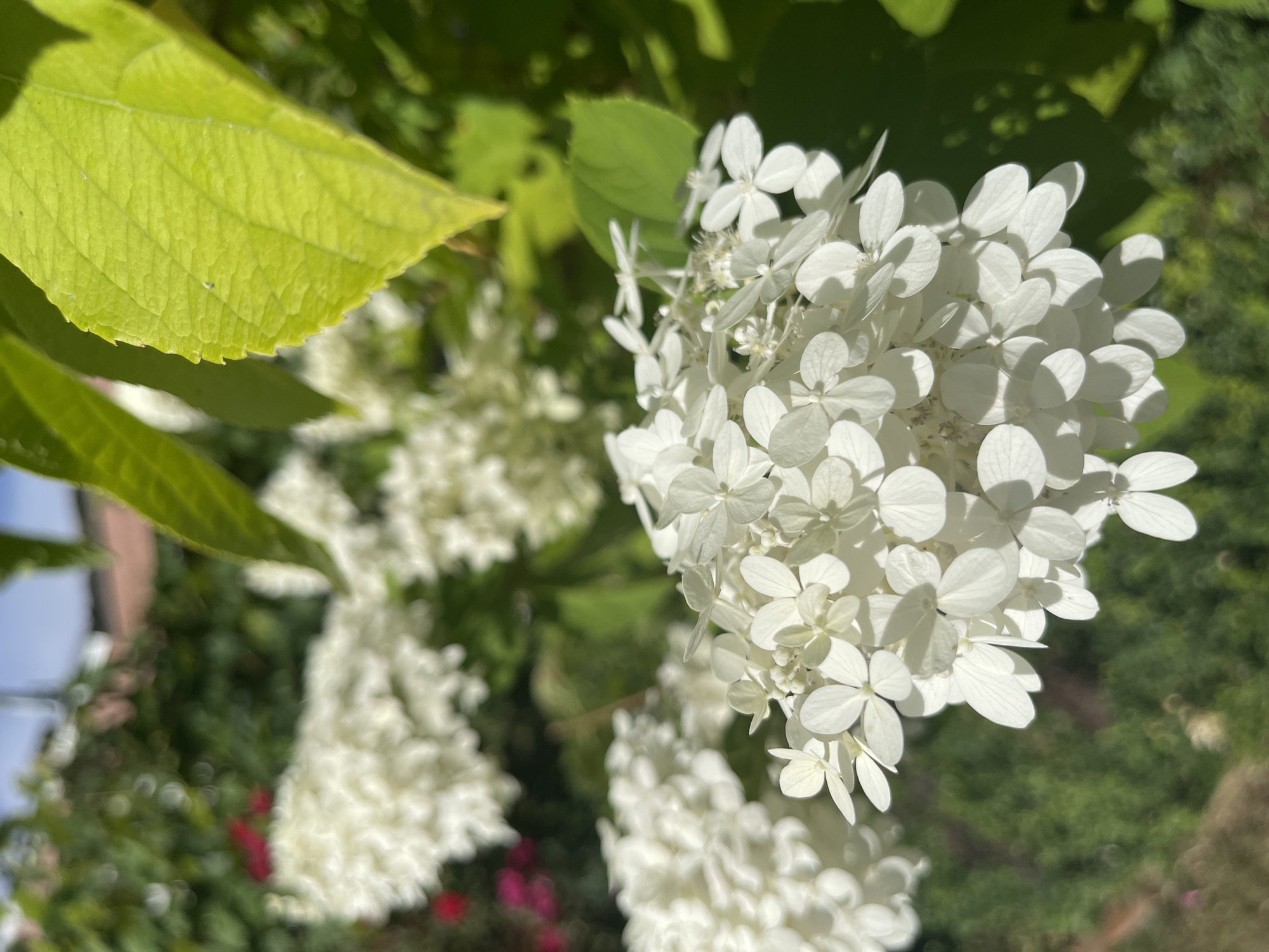 A close-up photograph captures a cluster of white hydrangeas in bloom, their delicate petals illuminated by sunlight. Lush green leaves, some catching the light and appearing almost translucent, frame the blossoms. The background is softly blurred, hinting at more greenery and possibly other flowering plants, creating a sense of depth and a garden setting. The image does not contain any people or specific identifiable landmarks to determine its exact location within Gresham, United States of America.