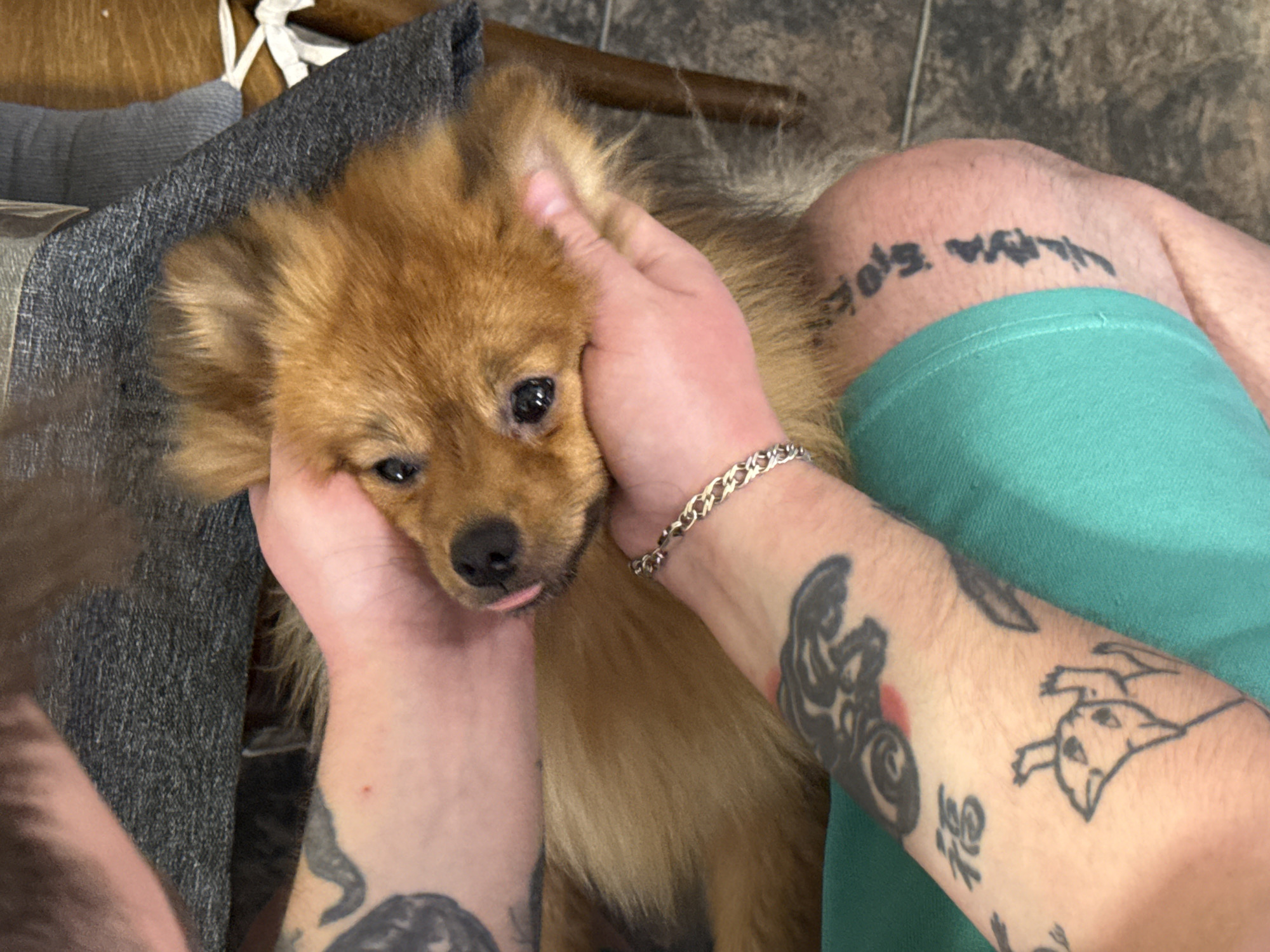 A person is holding a brown Pomeranian dog in their lap. The person has tattoos on their arms, including one of a cat and one of Chinese characters. They are wearing a green shirt or shorts and a silver bracelet. The dog's tongue is slightly sticking out. A grey denim material is to the left of the person. The background is a brown floor. The location is not identifiable as Khimki, Russia, based on the visual information provided.