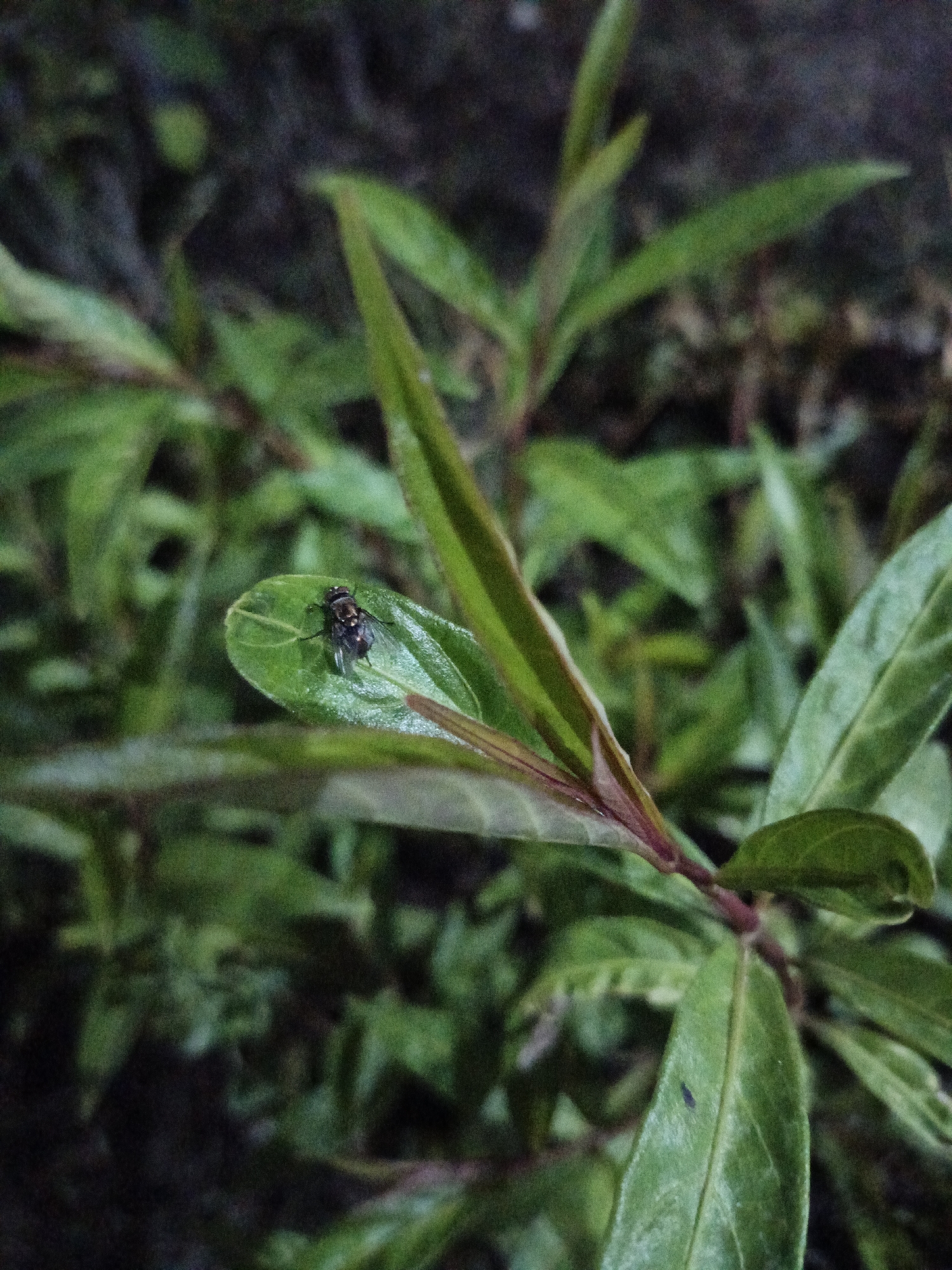 A close-up, low-angle shot of a single dark fly resting on a vibrant green leaf. The fly, dark and small, is positioned slightly off-center on the leaf, which is part of a larger plant with many green leaves. The background is blurred and dark, suggesting a natural, outdoor setting. The overall impression is one of a quiet, still moment in nature, with the fly as the solitary subject. The location of Pogar, Indonesia, is not discernible from the image itself.