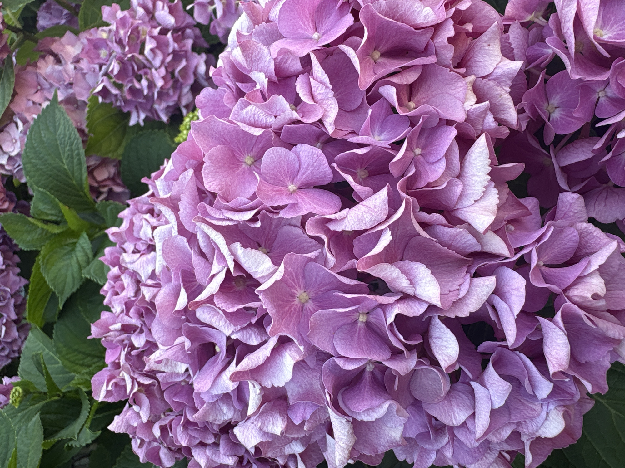 A close-up, eye-level shot focuses on a cluster of large, soft pink hydrangeas. The blossoms fill the frame, with some appearing lighter pink or almost white at the edges, while others are a deeper lavender hue. The petals are delicate and ruffled, creating a sense of depth and texture. In the background, out-of-focus green leaves and hints of other pink hydrangea blooms suggest a garden setting. The lighting appears natural, casting subtle shadows and highlighting the velvety texture of the petals. The scene evokes a sense of natural beauty and floral abundance.