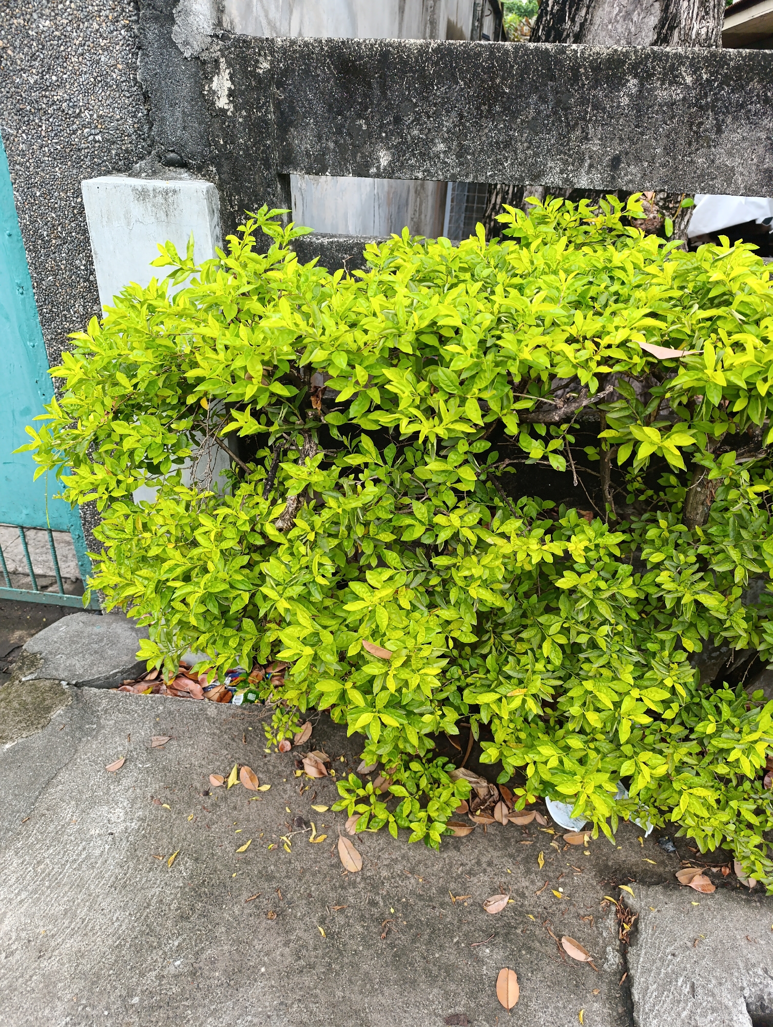 The image shows a lush green bush with vibrant leaves. The bush is positioned in an outdoor urban environment, with a concrete sidewalk and a textured wall in the background. There is also a glimpse of a teal-colored gate or fence on the left side of the frame. Dried leaves are scattered on the concrete, suggesting it is autumn or that the bush has shed some leaves. The lighting indicates it is daytime.