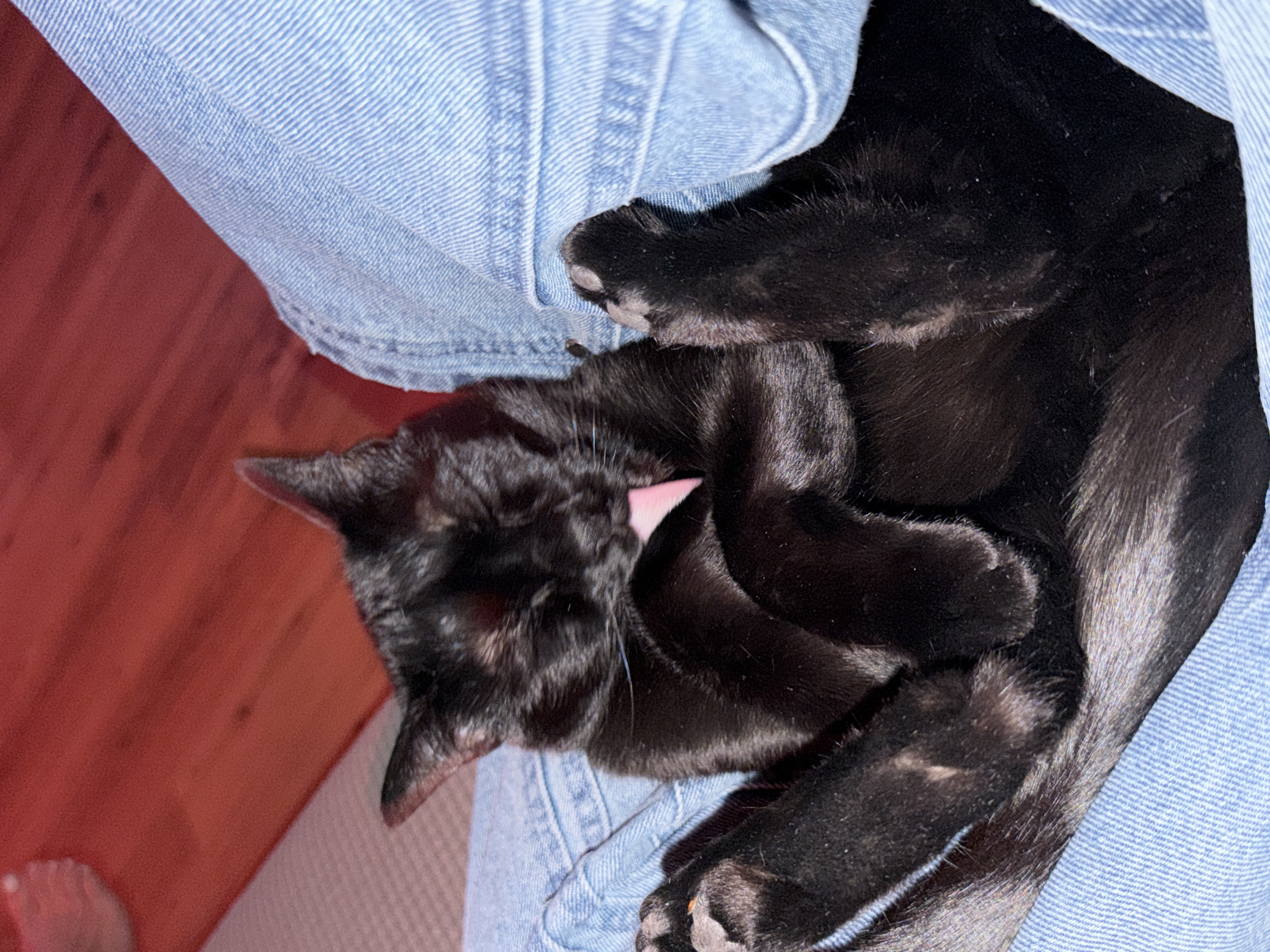 A black cat is curled up and sleeping in the lap of a person wearing blue jeans. The cat's tongue is slightly visible. A foot is partially visible in the lower left corner of the image. The background includes a wooden floor and a light-colored sofa or chair. There is no evidence to determine if this image was taken in Madrid, Spain.