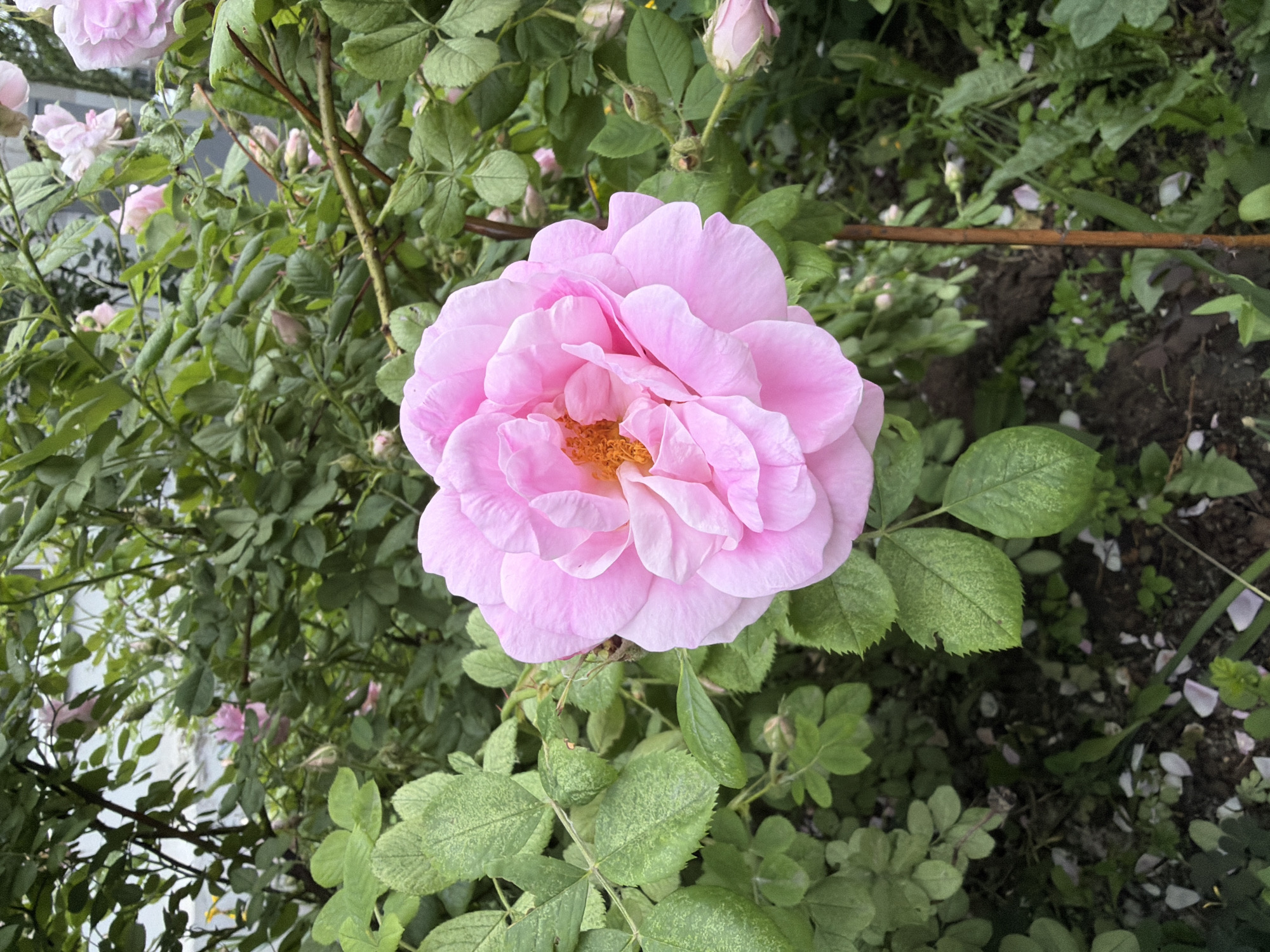 An extreme close-up shot of a large, light pink rose in full bloom dominates the frame, its delicate petals unfurling around a bright orange center. The rose is positioned slightly off-center to the left, with its leaves and stem providing a backdrop. The leaves are a vibrant green, some showing speckles of lighter green or yellow, indicating possible insect damage or a natural variation. Behind the main rose, a dense tangle of green foliage is visible, interspersed with more pink rose buds and faint glimpses of other pink roses, suggesting a rose bush in a garden. The ground beneath the bush is a mix of dark soil and scattered pink and white rose petals, with some small green weeds and blades of grass. The lighting suggests it is daytime, with natural light illuminating the scene. The image does not contain any people or any identifiable landmarks that would place it specifically in Chaikovsky, Russia. It is a close-up view of a rose bush.
