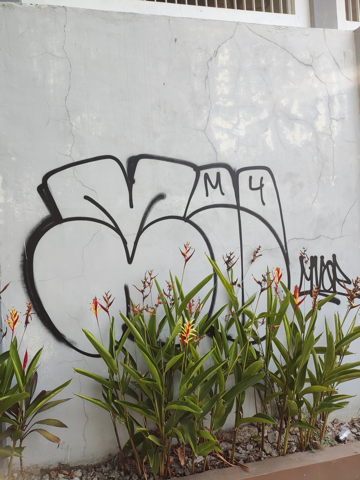The image shows a grey, cracked concrete wall with black graffiti. In the foreground, a planter box contains lush green foliage and several heliconia flowers, some with red and yellow blooms. The graffiti appears to be a stylized letter or symbol, with "M4" visible in the upper right portion of the graffiti. The overall scene suggests an outdoor urban environment. The presence of graffiti and the type of plants are common in public spaces in Cirebon, Indonesia, potentially in a park, along a street, or near a building. No people are visible in the image.