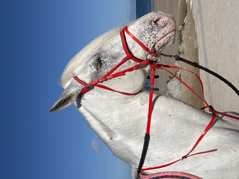 A white, dapple-grey horse stands in profile, facing right, on a paved surface along a beach in Tangier, Morocco. The horse's visible eye is closed, and its white mane extends over its face. It is equipped with a bright red leather bridle, including a metal bit, and black braided reins. A red martingale or breastplate system is attached, with a pink and black patterned saddle pad partially visible on its back. The horse's muzzle and face display distinct dark grey speckled markings. In the background, the Mediterranean Sea shows gentle waves under a clear, cloudless blue sky, with a distant landmass visible on the horizon. A sandy beach with scattered rocks and minimal green vegetation separates the paved area from the water.