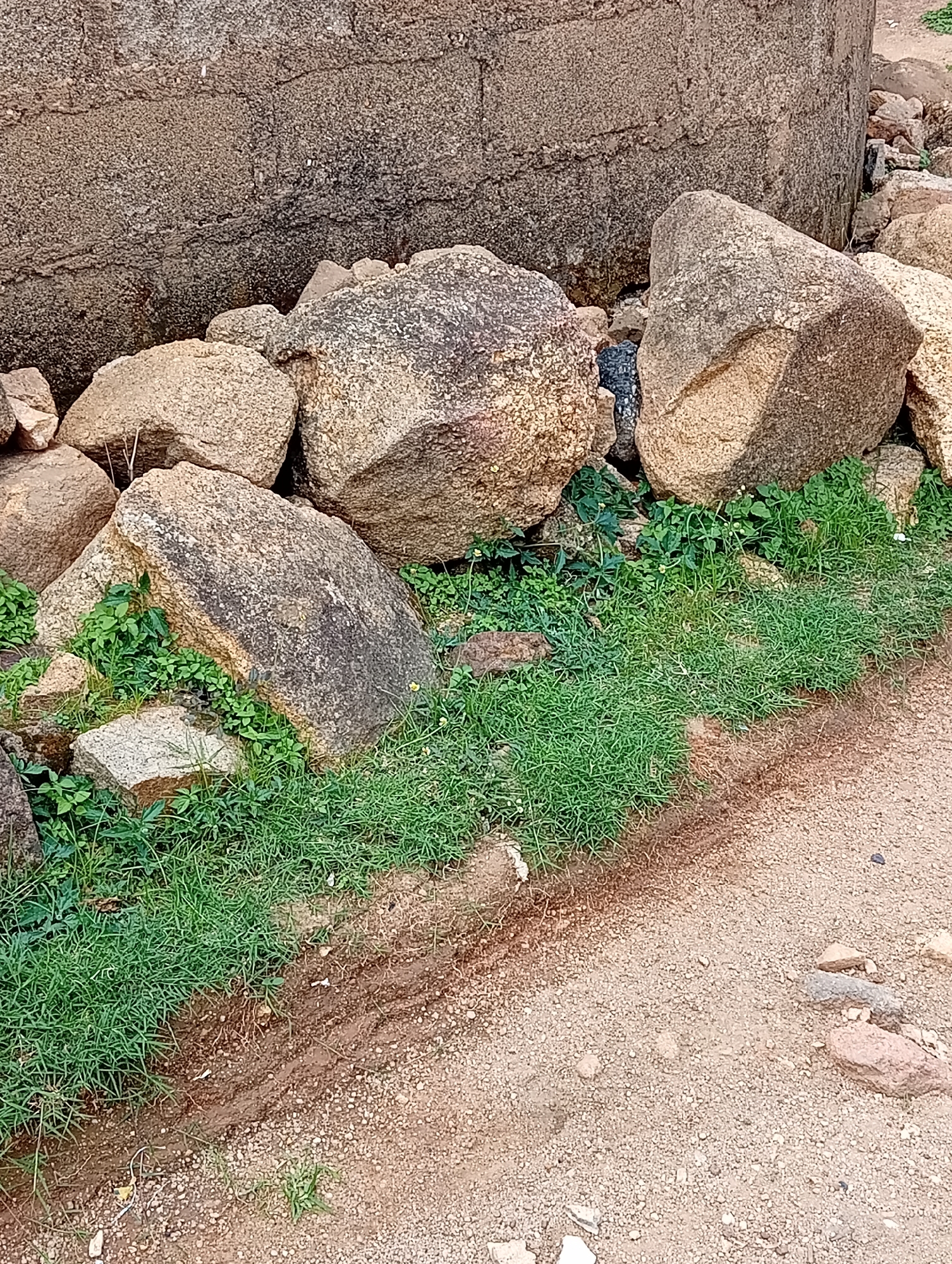 In the city of Jos, Nigeria, a collection of large, rough-textured rocks is piled against a rough, grey, block wall. Some of the rocks are light brown and speckled, while others are darker with grey and black markings. Green grass and small leafy plants grow in patches around the base of the rocks and along the ground. To the right of the rocks and grass, a dirt path with small pebbles is visible, showing some signs of tire tracks or disturbed soil. The overall scene depicts an outdoor area with natural and constructed elements, likely in a semi-urban or undeveloped part of Jos. There are no people or animals present in the image.
