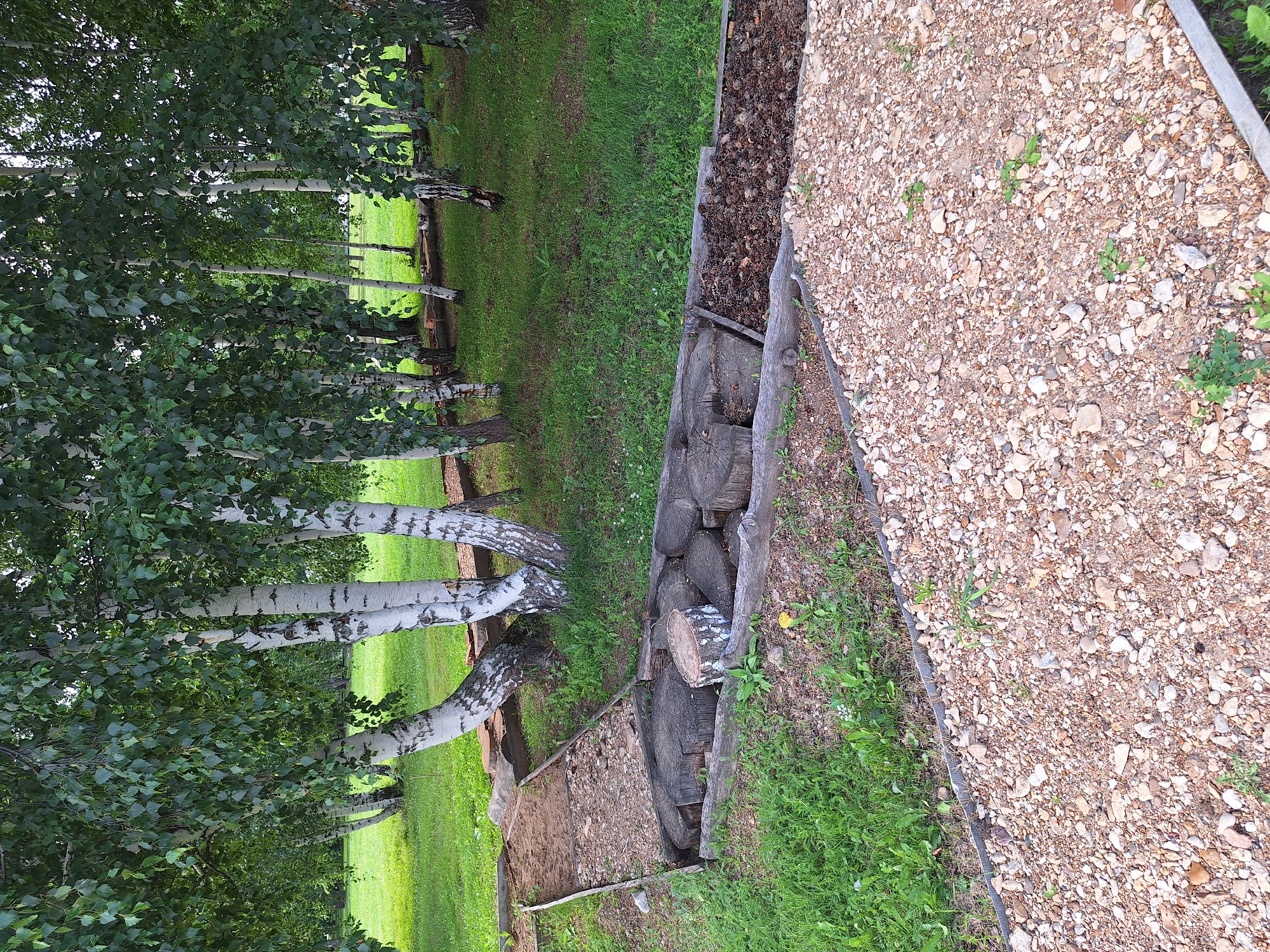 The image depicts a nature trail or sensory path in a birch forest. The path is constructed from natural materials, with sections of gravel, sand, and wood stumps serving as stepping stones. A portion of the path is filled with pine cones and bark chips. The surrounding environment consists of a grassy area and several birch trees with distinctive white bark. The scene appears to be located in a park or natural area, consistent with the description of the city of Атамановка, Russia. There are no people or animals visible in the image.