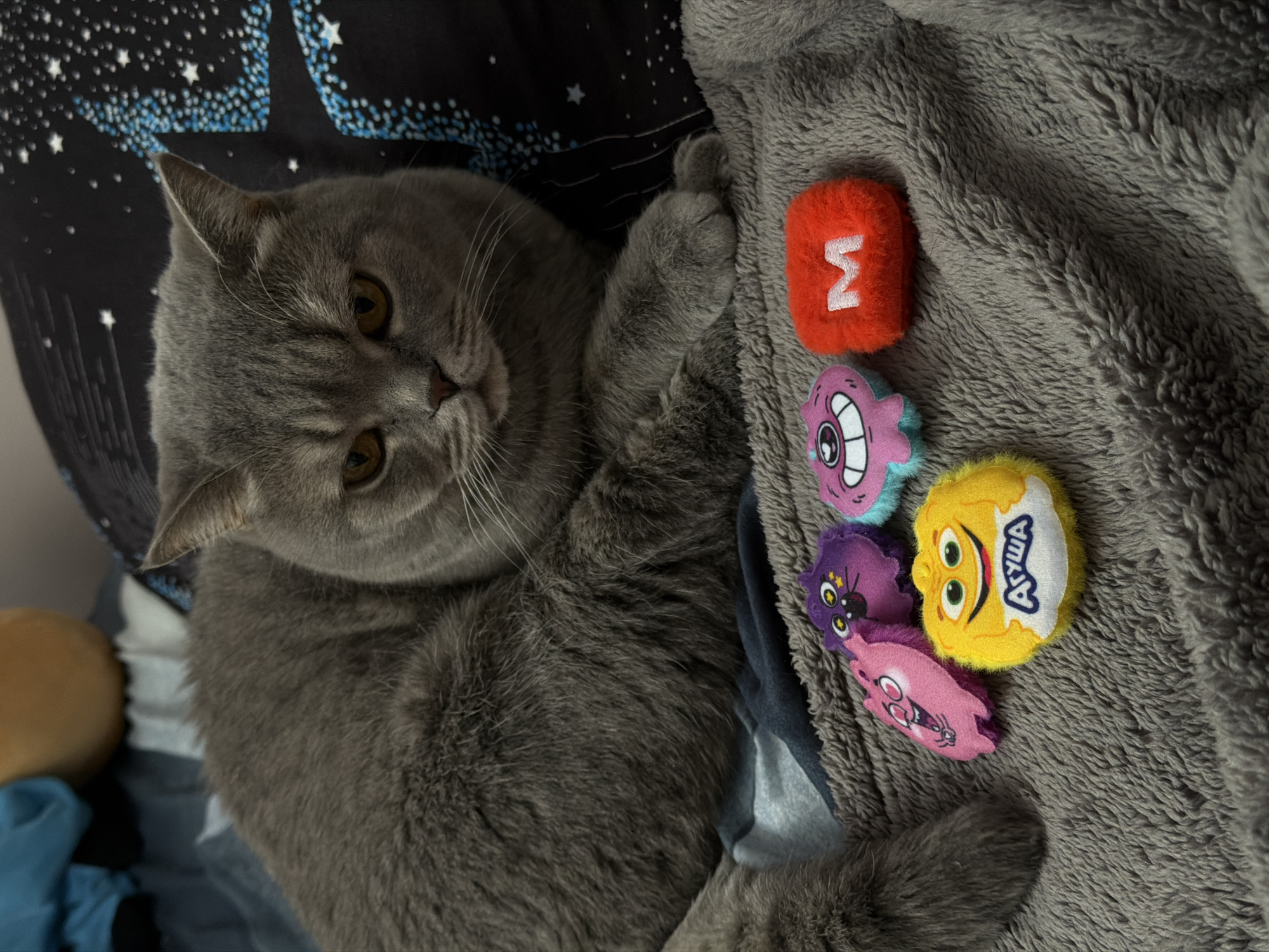 A gray British Shorthair cat is lying on a gray blanket with several toy monsters. The toys are arranged in a row and include a red one with a white letter, a pink one with one eye, a yellow one with a smiling face and the word "AYUWA", another pink one with two eyes, and a purple one with two eyes and a spiderweb. The cat is looking at the camera. The cat is located in Perm, Russia.
