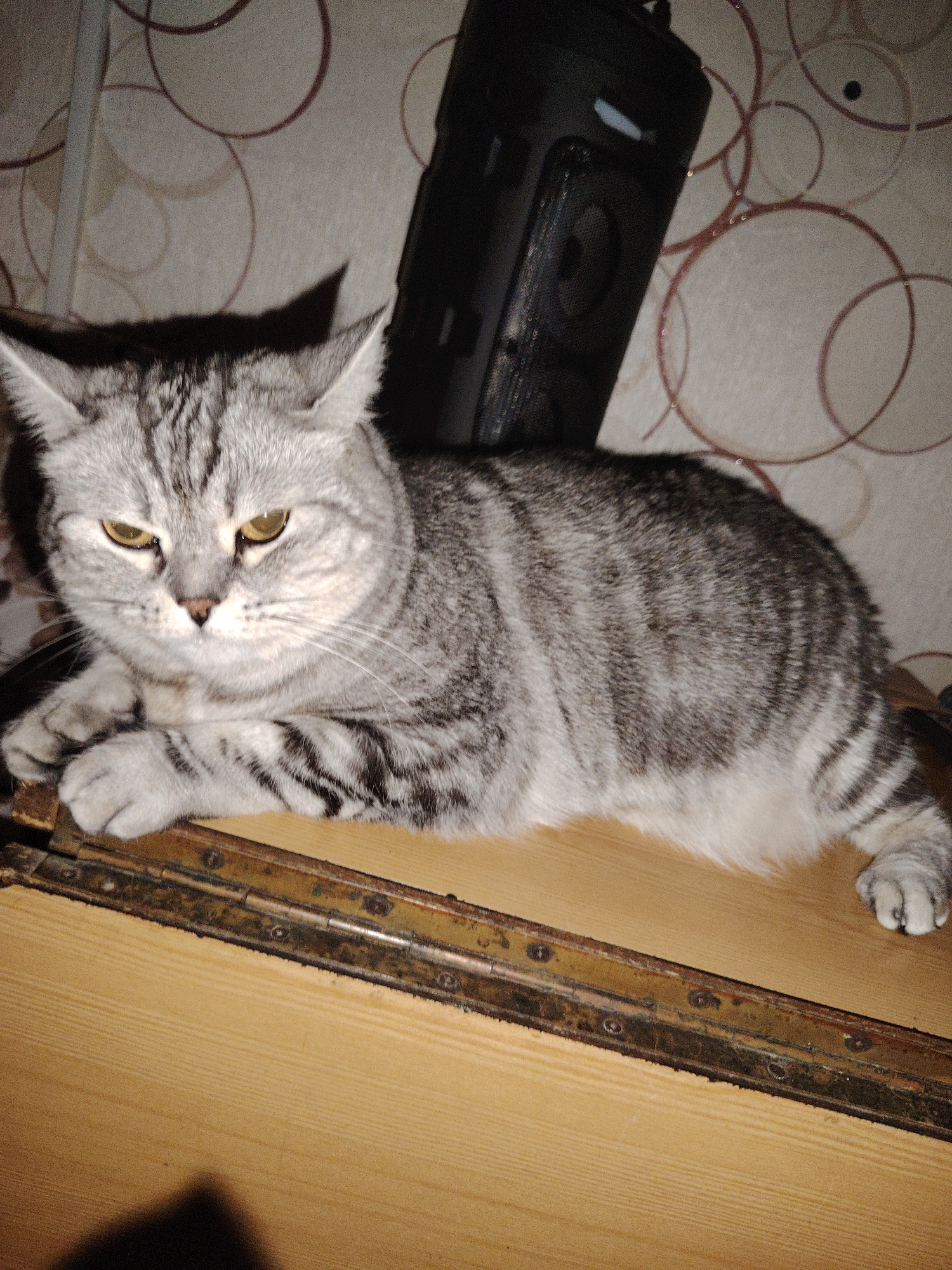 A Scottish Fold cat with grey and black tabby markings reclines on a wooden surface. The cat's eyes are yellow, and its ears are folded down. The cat is positioned in front of a wall with a circular patterned wallpaper. To the right of the cat is a dark-colored speaker. The wooden surface appears to be a lid or top of a piece of furniture, with a rusty hinge running along the front edge. The lighting is dim, casting shadows on the wall and the wooden surface.