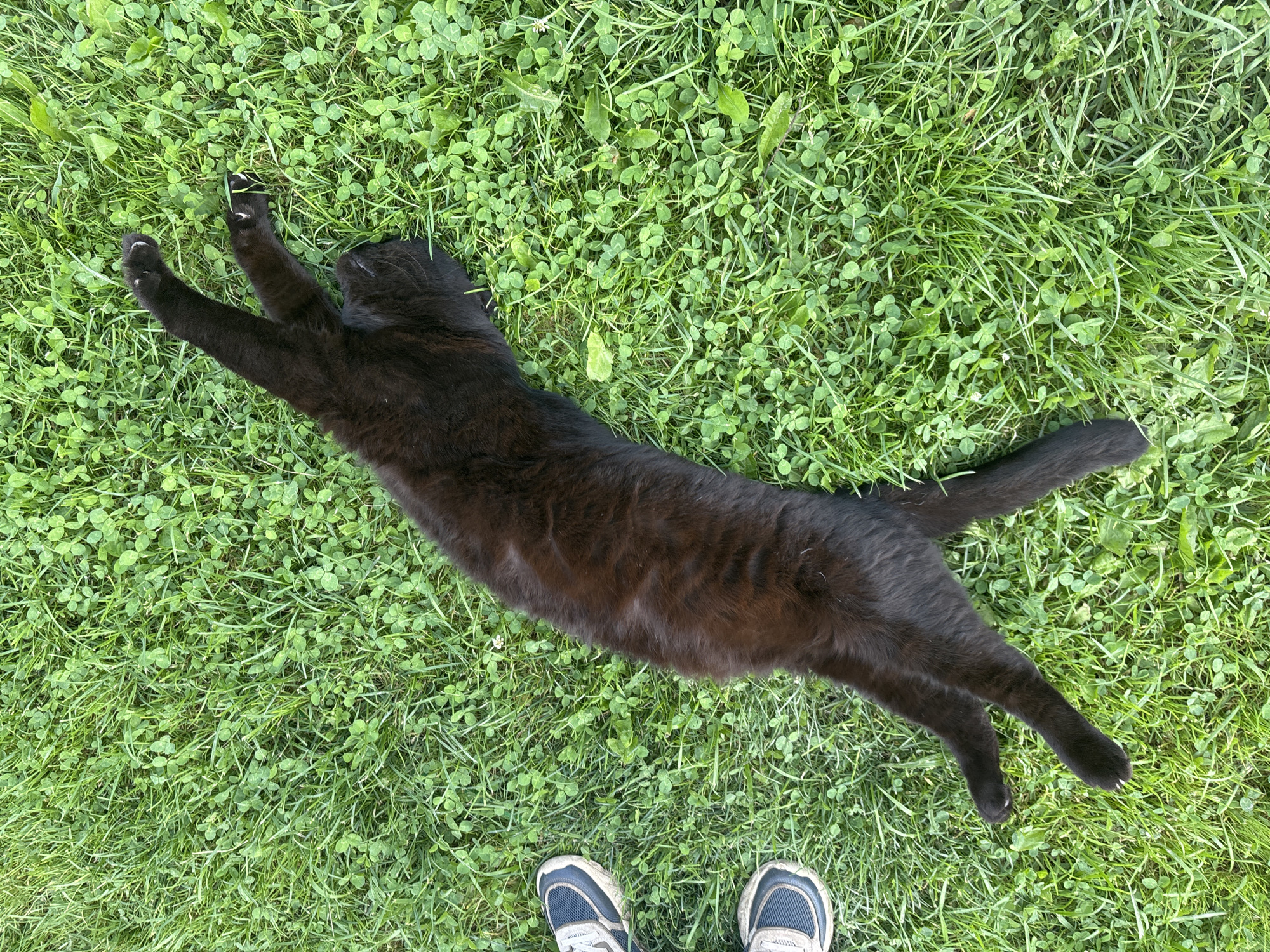 A black cat is stretched out on its back on a lawn covered with grass and clover. The cat's paws are extended upwards. Two pairs of sneakers are visible on the left side of the image, indicating the presence of a person. The environment is an outdoor green space, likely a lawn or park. The image was captured in the city of Дунилово, Russia.