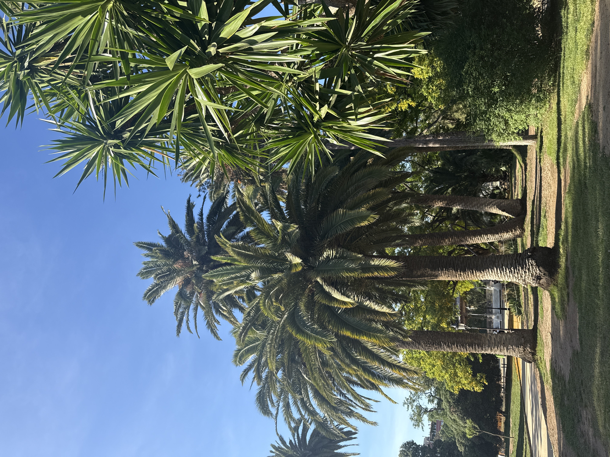 This image depicts a sunny day in a park, likely in Barcelona, Spain, given the presence of lush palm trees and the clear blue sky. Several tall palm trees with thick, textured trunks dominate the foreground and midground, their fronds casting shadows on the grass and dirt paths below. To the right, spiky green yucca plants are visible, their sharp leaves reaching upwards. In the background, a gazebo-like structure can be seen through the trees, suggesting a recreational area. The ground is covered with a mix of short green grass and dirt pathways. The overall atmosphere is serene and natural, typical of a park setting on a bright day.