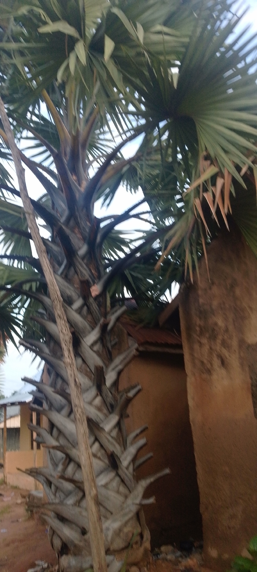 A mature palm tree with a rough, fibrous trunk stands prominently in the foreground, its large fronds fanning out above. The trunk is covered in the remnants of old leaf bases, creating a textured, segmented appearance. A thin, dry branch leans diagonally across the trunk. In the background, a building with a corrugated metal roof and brown, textured walls is visible. Another structure, possibly a house with light-colored walls and a dark roof, is partially seen to the left. The ground appears to be reddish-brown soil, with some scattered debris. The sky is overcast with a pale, hazy light. This scene is located in the city of Jalingo, Nigeria.