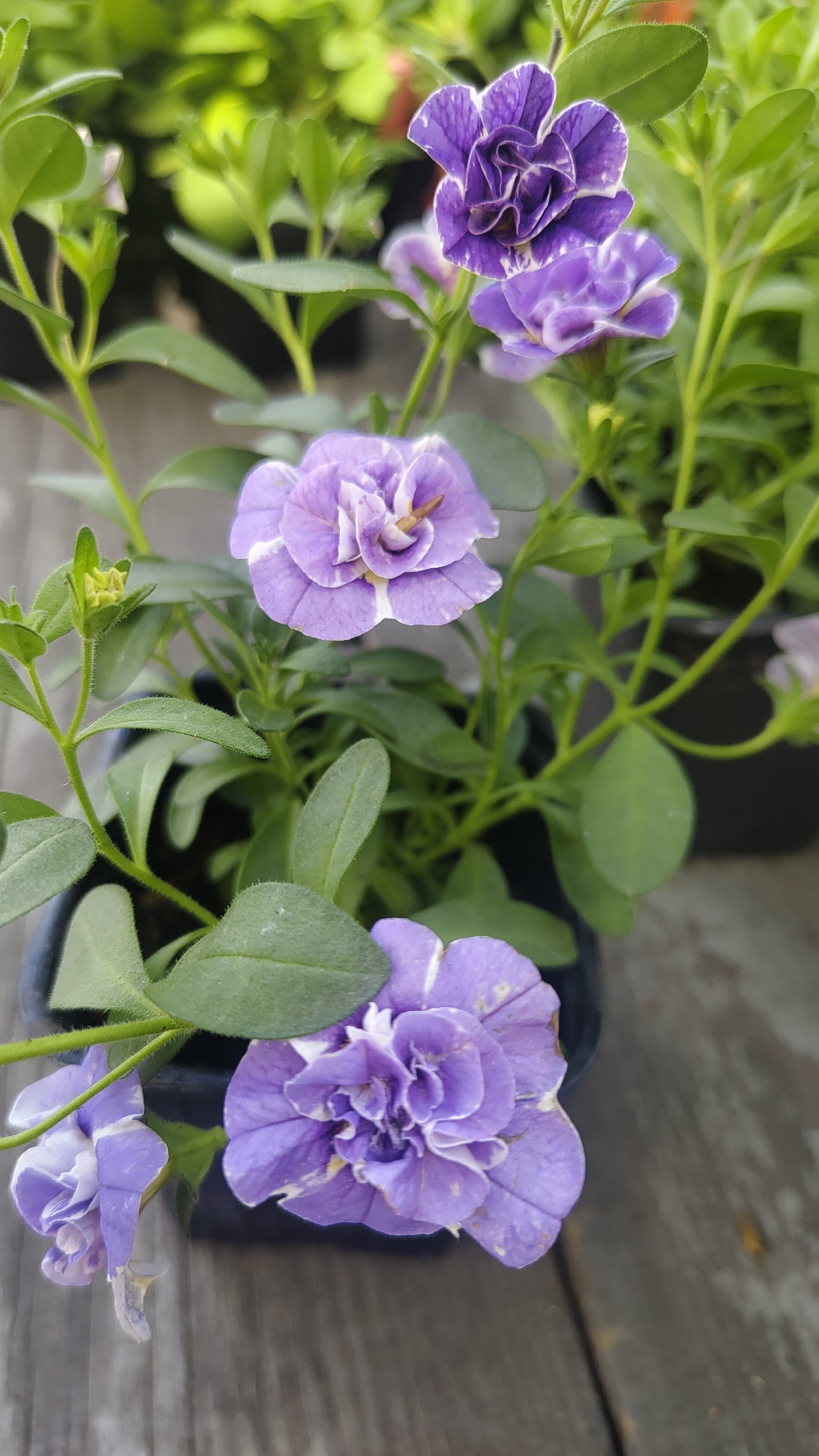 The image shows a close-up of a potted plant with purple and white striped flowers. The plant is in a black plastic pot and sits on a wooden surface. The background includes more greenery, suggesting an outdoor setting. The flowers are double-petaled with a mix of light and dark purple hues and distinct white stripes. The leaves are green and rounded. The scene is well-lit, indicating daylight. There is no indication that this image was taken in the city of Krasnoyarsk, Russia. There are no people in the image.