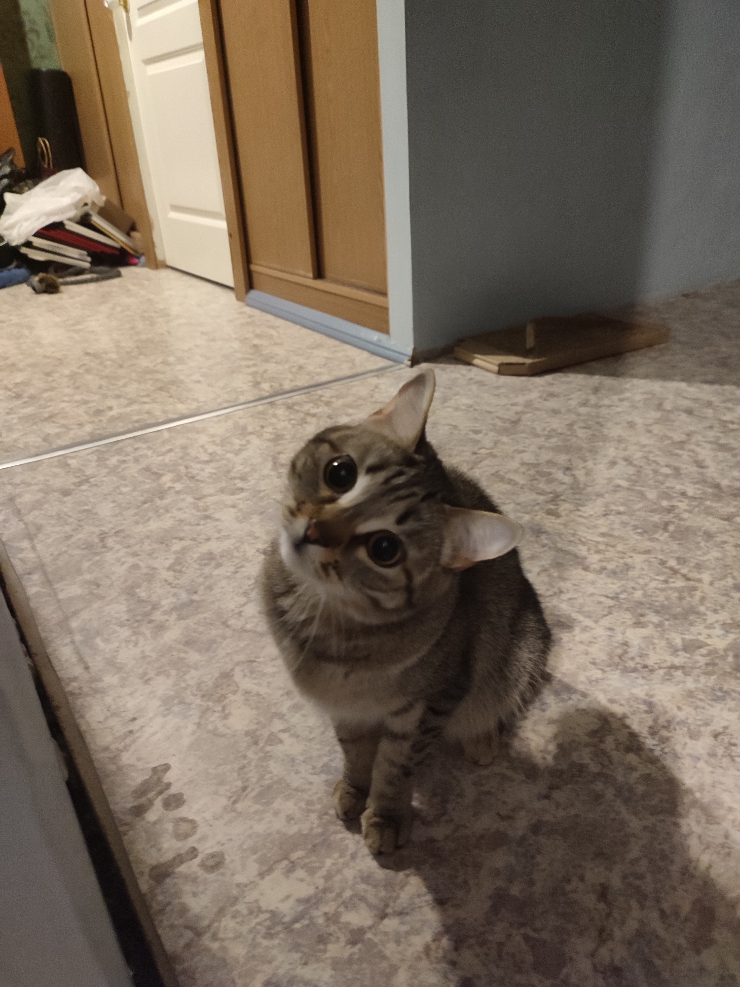 A gray tabby cat sits on a beige and gray tiled floor. The cat is looking upwards and tilting its head. Behind the cat, there is a light blue wall and a brown cabinet. To the left, there is a white door, and in front of the door, there is a pile of books and papers. The location is indoors, but the city and specific address are unknown.