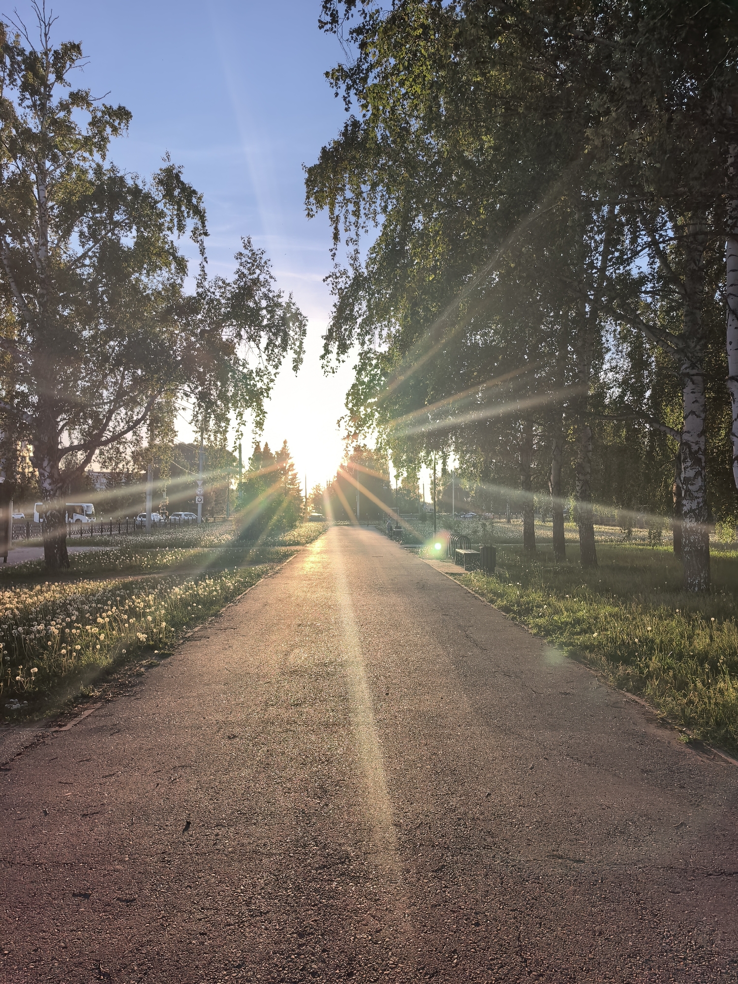 The image depicts a sunlit path in Sterlitamak, Russia. The path is asphalt and stretches into the distance, framed by trees on either side. The sun is setting or rising in the distance, casting long rays of light along the path. On the left side of the path, there is a field of dandelions. On the right side, there is grass and a bench. In the background, there are buildings and cars.