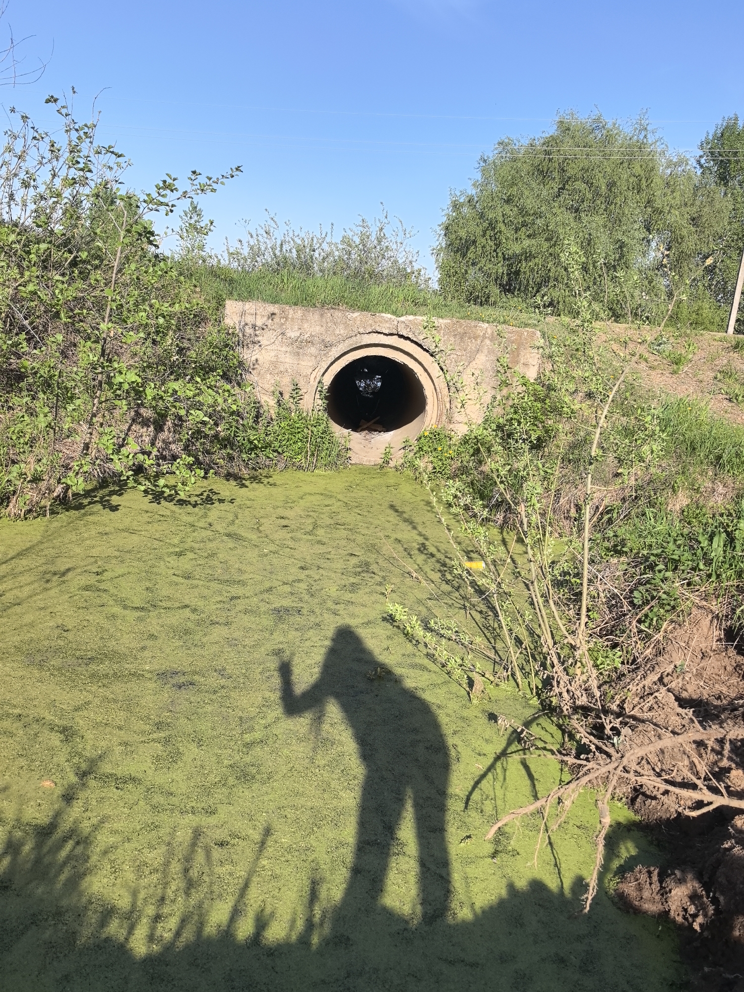 The image shows a concrete culvert leading into a body of water covered in green algae. The surrounding area has grass and trees. The shadow of a person is visible in the foreground. I'm unable to provide a location in the city of Noviy, Russia.