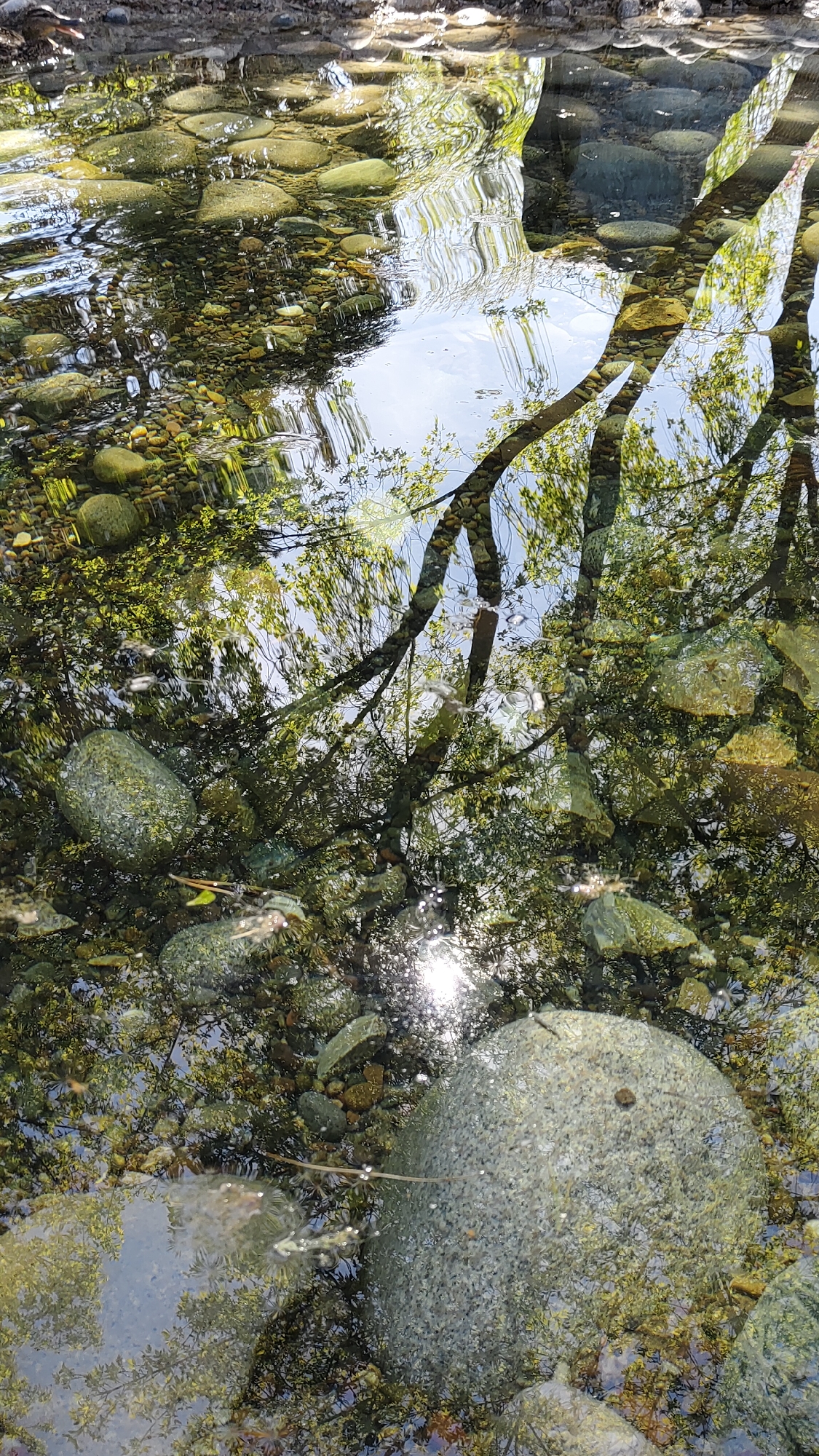The image shows a shallow body of water, possibly a stream or pond, located in Krasnoyarsk, Russia. The water is clear enough to reveal the rocks and pebbles lining the bottom. Reflected on the water's surface are trees and the sky, creating a distorted, mirrored effect. Sunlight glints off the surface of the water.