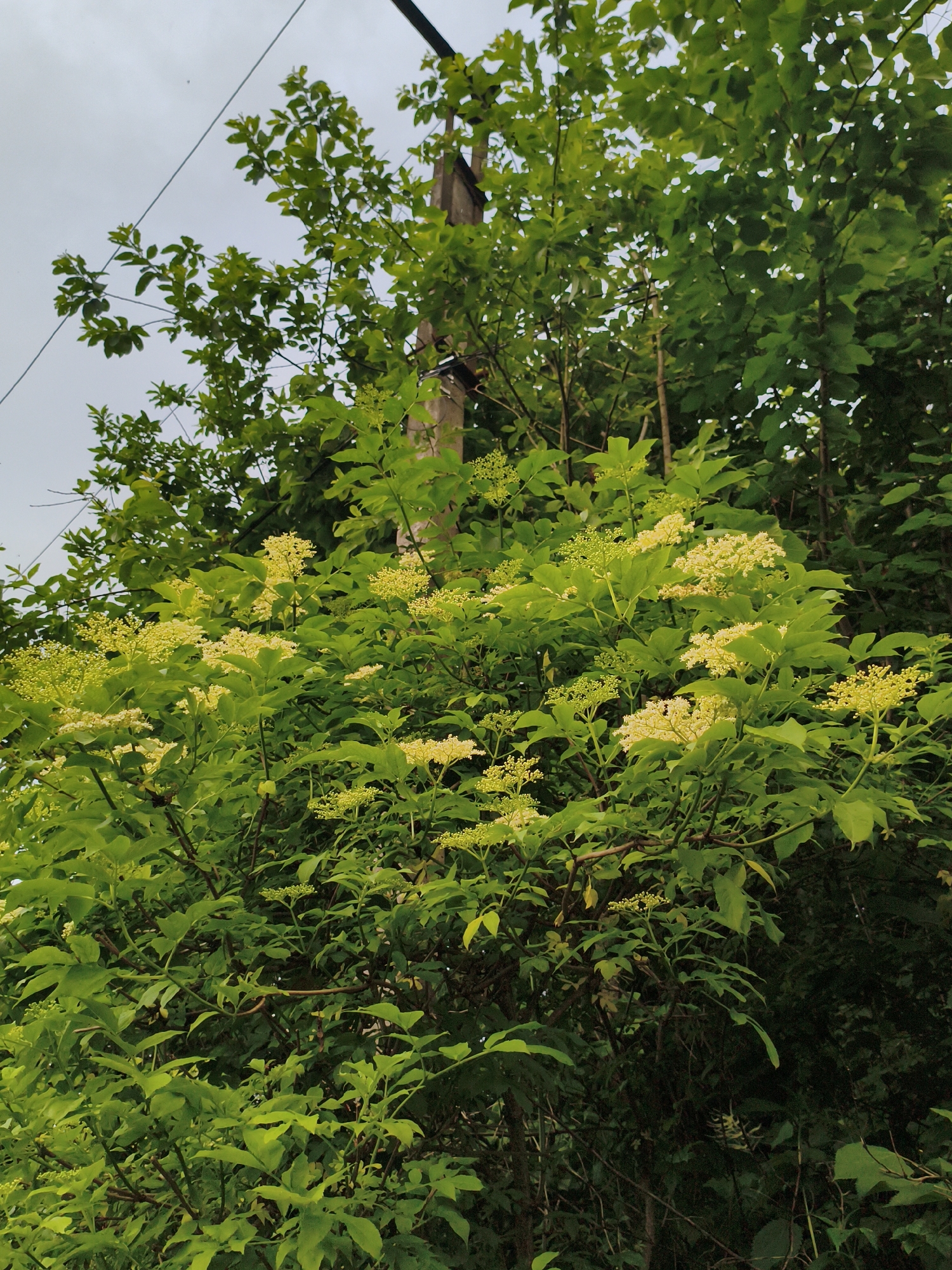 The image shows a close-up view of a flowering elderberry bush against a cloudy sky. The bush is dense with vibrant green leaves and clusters of small, pale yellow flowers. A utility pole, partially obscured by foliage, stands to the right of the bush. The scene appears to be outdoors, likely in a natural or semi-natural setting, possibly on the outskirts of Gusyra, Russia, given the presence of the utility pole and the type of vegetation. There are no people or animals visible in the frame. The overall impression is one of lush greenery and blooming flowers in an overcast environment.