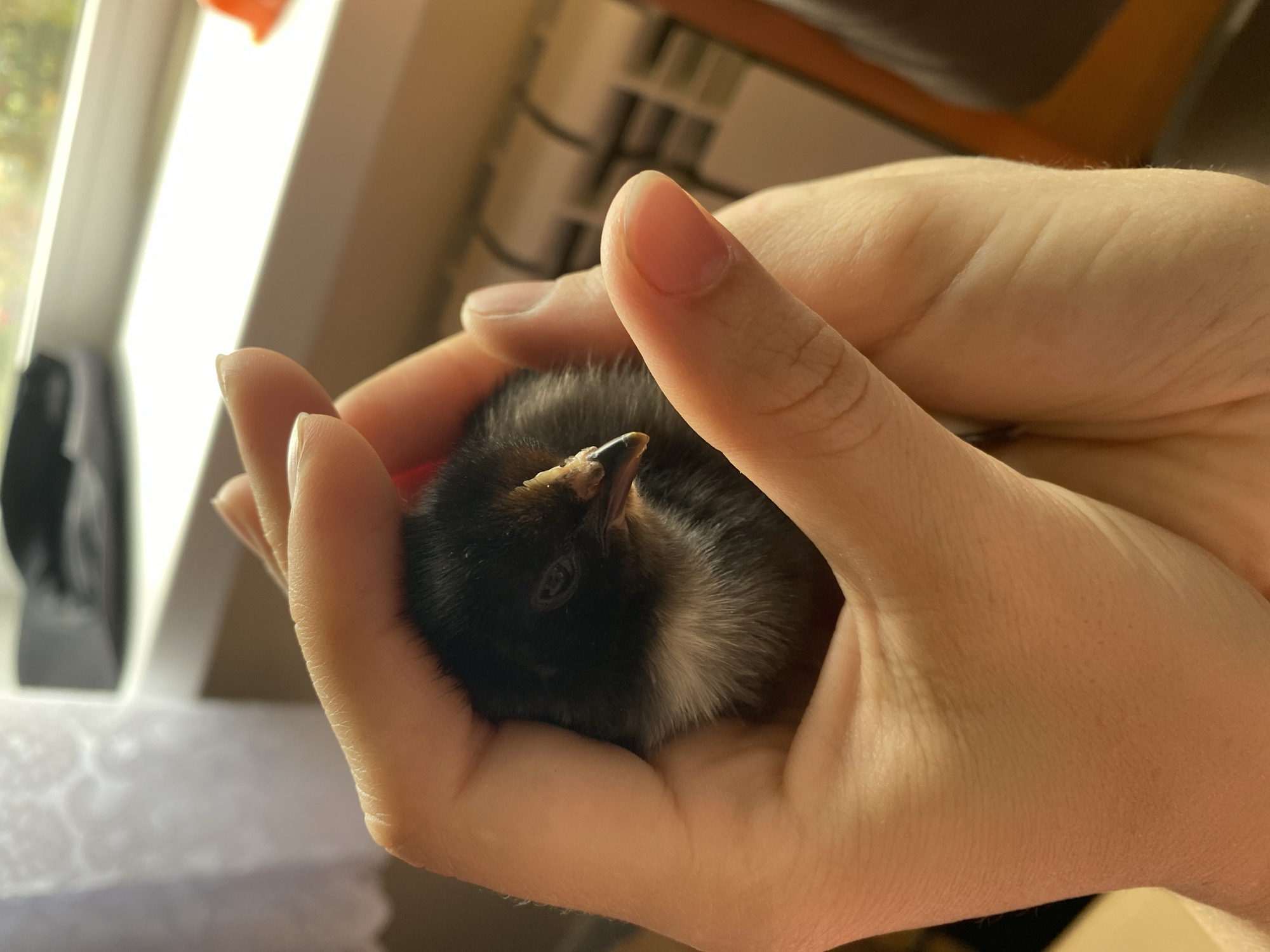 A close-up shot shows a small, fluffy chick being cradled in two cupped hands. The chick is predominantly black with some white or light-colored down on its chest and face. Its beak is visible, with a yellow tip. The chick's eyes are dark and appear closed or partially closed. The hands are light-skinned and appear to be from an adult. The background is blurred, but suggests an indoor setting with natural light coming from a window on the left side. There is a hint of greenery outside the window. The overall lighting suggests it could be daytime. The image conveys a sense of tenderness and care for the young animal. No visible text is present in the image.