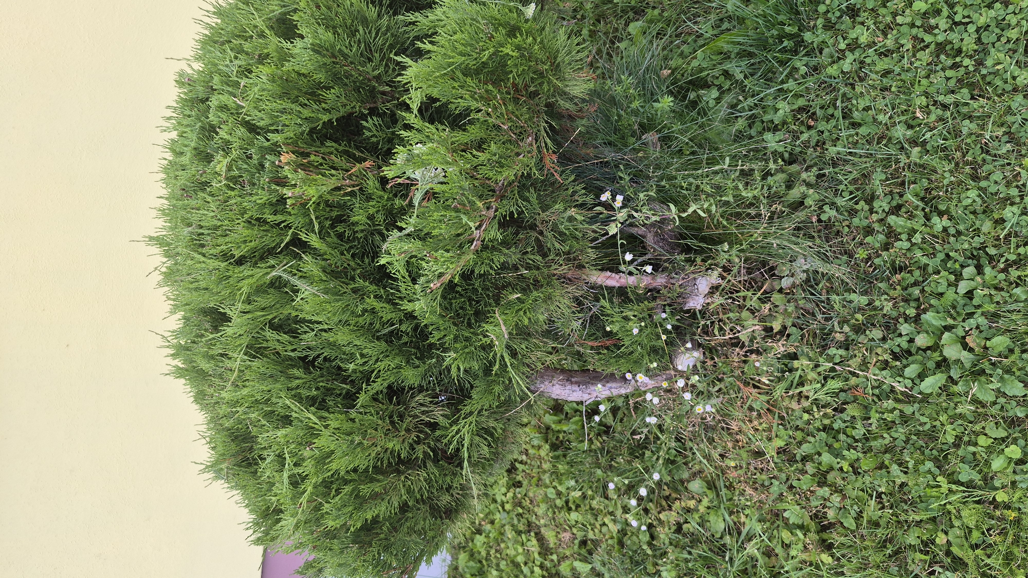 An outdoor, medium shot captures a trimmed, lush green evergreen shrub against a pale yellow building wall. The shrub is dense and rounded, with scale-like foliage and some visible brown branches. At its base, a patch of grass is visible, interspersed with small white flowers and clover. The scene appears to be in Krauja, Latvia, based on the request. There are no people or animals present. The lighting is natural, suggesting daylight conditions.
