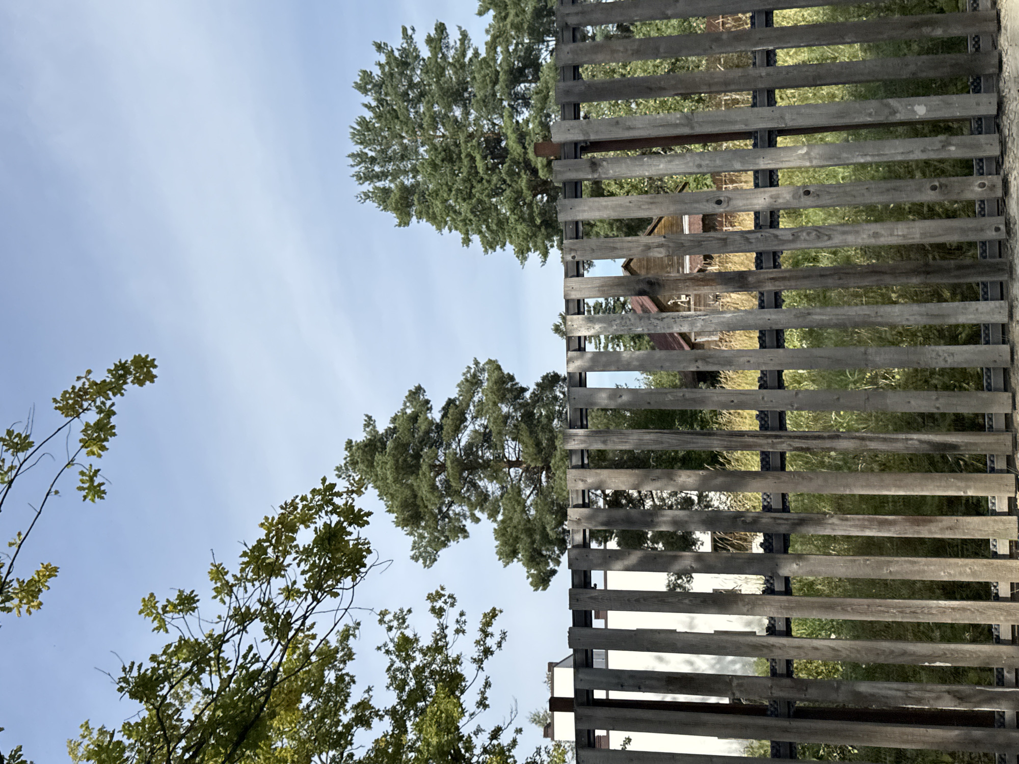 This image depicts a rustic wooden fence in Beloostrov, Russia, set against a backdrop of trees and a clear sky. The fence, made of vertical wooden planks, is weathered and appears to be old. Behind the fence, a white building with a hint of architectural detail is visible on the left, suggesting it might be a house or a commercial structure. Further back, a small wooden house with a red roof can be seen, hinting at a rural or semi-rural setting. Several large evergreen trees, possibly pine trees, dominate the mid-ground, their dense foliage contrasting with the lighter sky. On the left side of the image, tree branches with green leaves extend into the frame, indicating the presence of deciduous trees and possibly the changing season. The overall environment appears to be natural, with elements of both human habitation and vegetation. There are no people visible in the image, and no discernible actions or interactions are taking place. The scene is static and peaceful, capturing a moment in time in Beloostrov.
