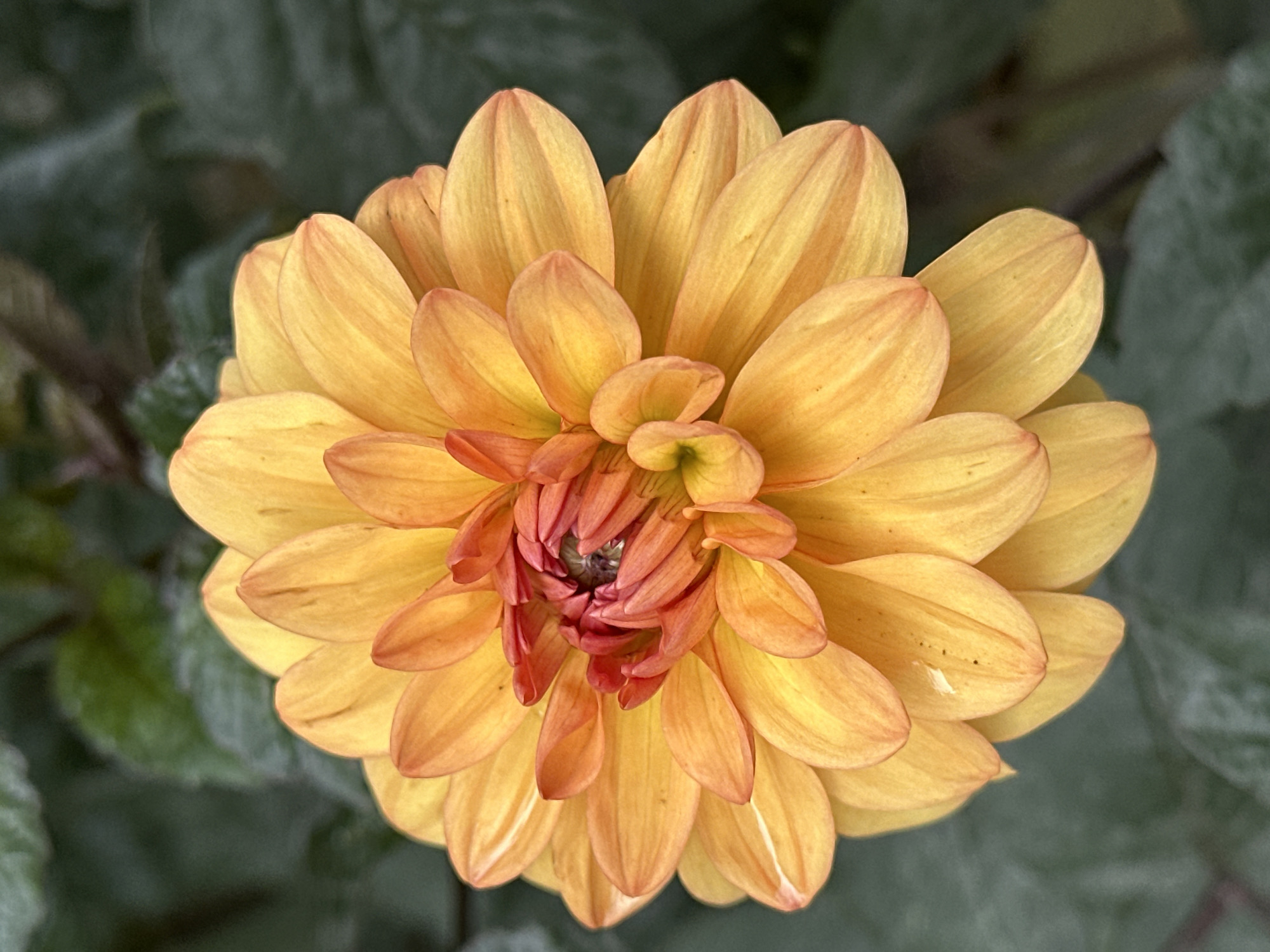 A close-up, vertical shot shows a vibrant orange and yellow dahlia flower in full bloom. The petals are arranged in a circular pattern, with the outer petals a bright yellow and the inner petals transitioning to a deeper orange and red at the center. The background is a dark, out-of-focus green, suggesting foliage. No people or specific locations in Yessentuki, Russia are visible. The image focuses solely on the botanical subject.