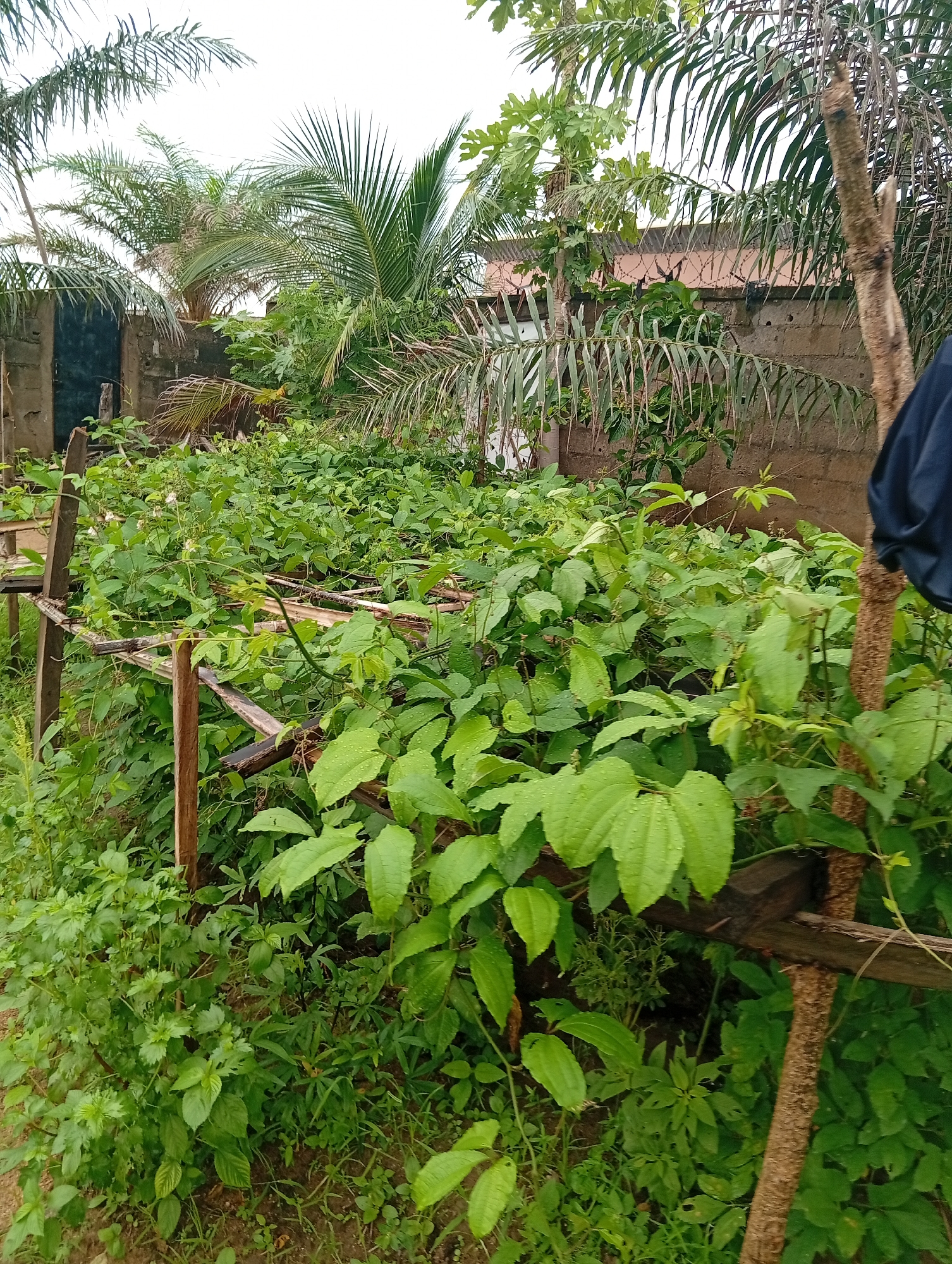 This is a medium shot, eye-level, outdoor photograph taken in the city of Jalingo, Nigeria. The image depicts a densely vegetated area, possibly a garden or a patch of untamed growth, characterized by lush green plants and foliage. A wooden trellis structure is visible, supporting some of the climbing plants. In the background, a low-rise building constructed from cement blocks can be seen, partially obscured by palm trees. The sky above is overcast. The overall impression is one of natural overgrowth within a semi-urban setting. There are no people or animals visible in the frame.