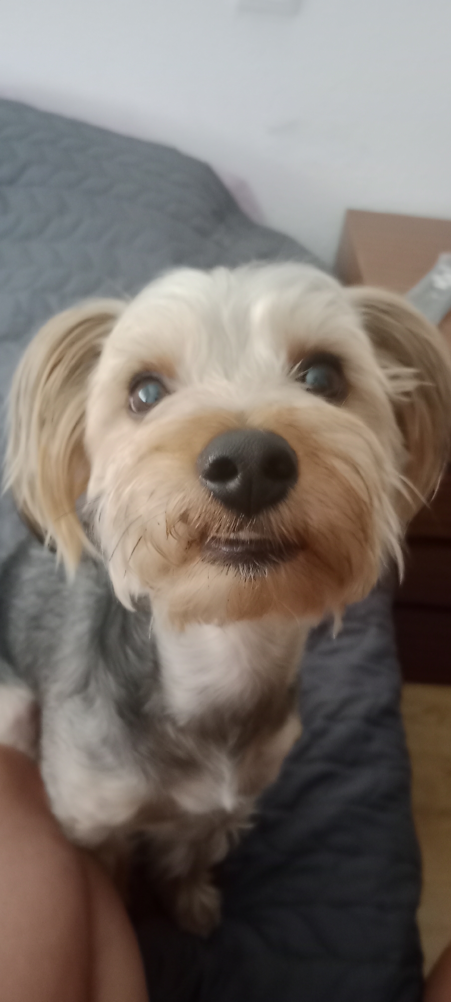 An extreme close-up vertical shot shows a Yorkshire Terrier dog looking directly at the camera. The dog's face is the main focus, with its black nose centered. Its fur is a mix of light blonde and grey. The background is out of focus, showing a grey textured surface, likely a bed or couch, and a glimpse of a wooden furniture piece on the right. There is no identifiable location in the city of Galapagar, Spain.