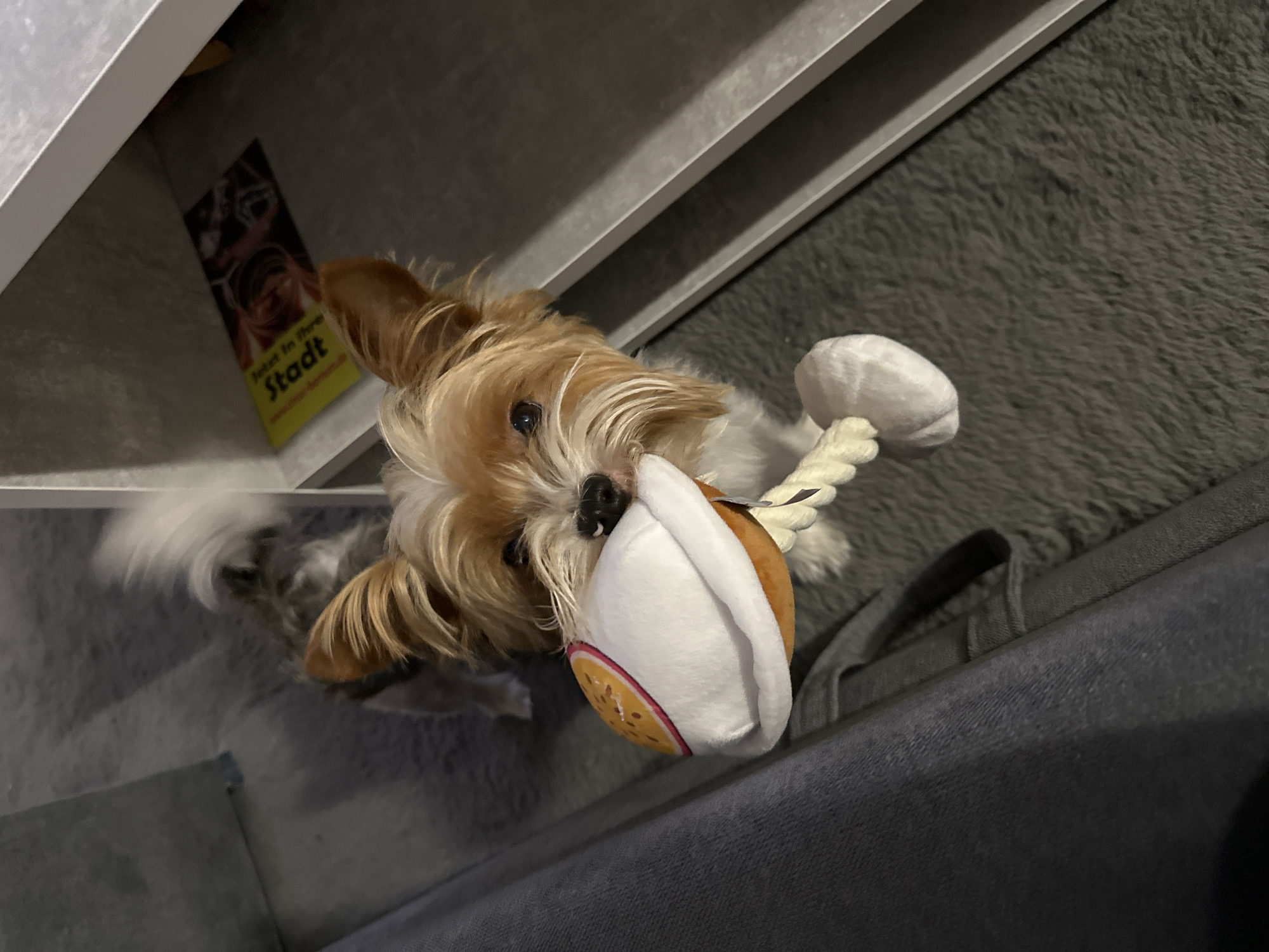 A tan and white Yorkshire terrier mix dog is lying on a grey cushioned surface, partially visible on what appears to be a dark grey sofa. The dog is holding a white and brown toy in its mouth, connected to a white rope. A brochure or advertisement with the text "Jetzt in Ihrer Stadt" is visible underneath what seems to be a white shelf. Based on the text on the advertisement, the location is likely Gunzenhausen, Germany.