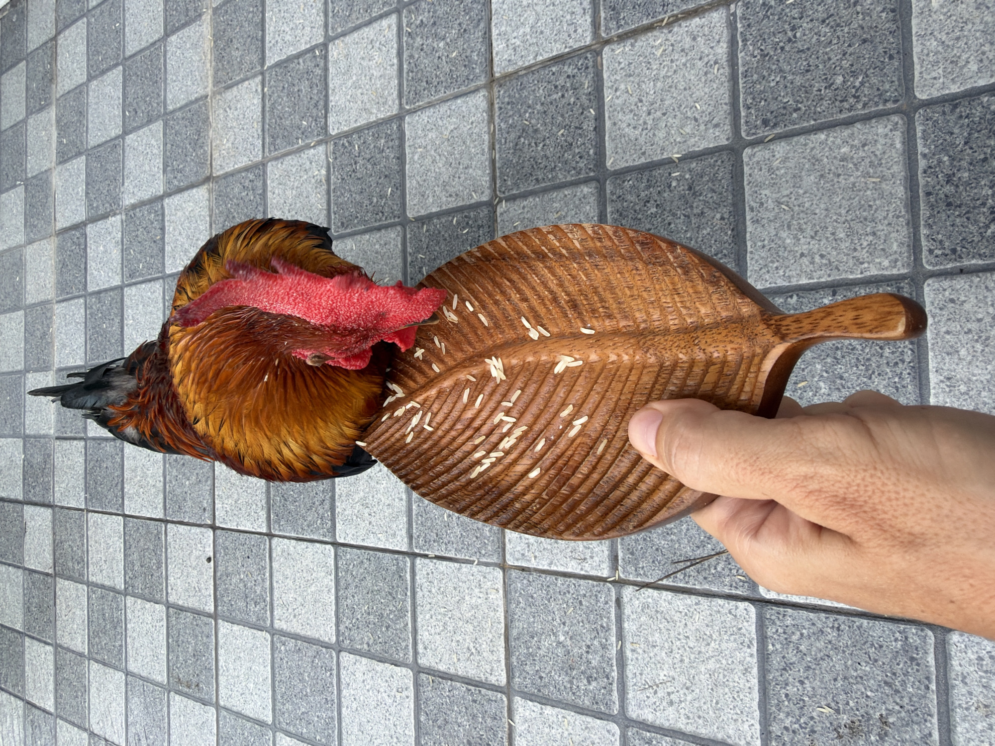 A person's hand holds a wooden leaf-shaped dish filled with rice grains, while a rooster with brown and black feathers and a red comb pecks at the grains. The scene takes place outdoors on a tiled pavement with a grey and black checkered pattern. The rooster is positioned above the dish, obscuring part of it from view. The background is a blurred expanse of the same tiled pavement. The image appears to have been taken in Ko Samui District, Thailand, given the context provided.