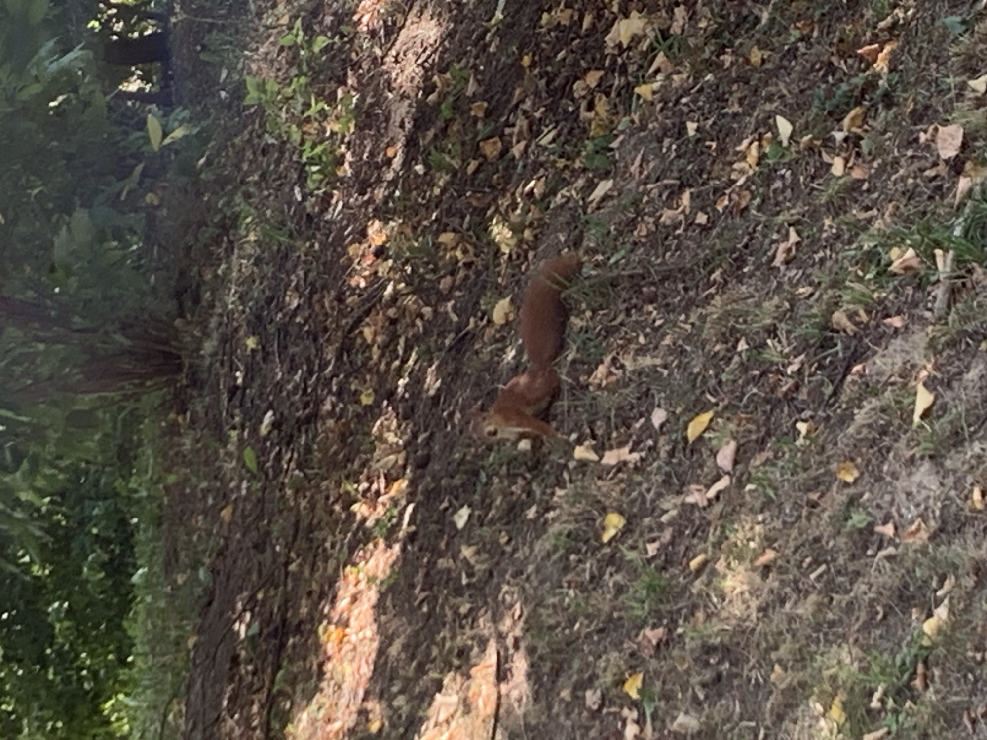 The image depicts a brown squirrel in a natural environment. The squirrel is positioned on a dirt and leaf-covered slope, with some patches of green grass. In the background, there are trees and foliage, suggesting an outdoor setting. The lighting indicates it is daytime, with shadows present. The overall scene is one of a wild animal in its habitat. The location of Lviv, Ukraine is not discernible from the image itself.