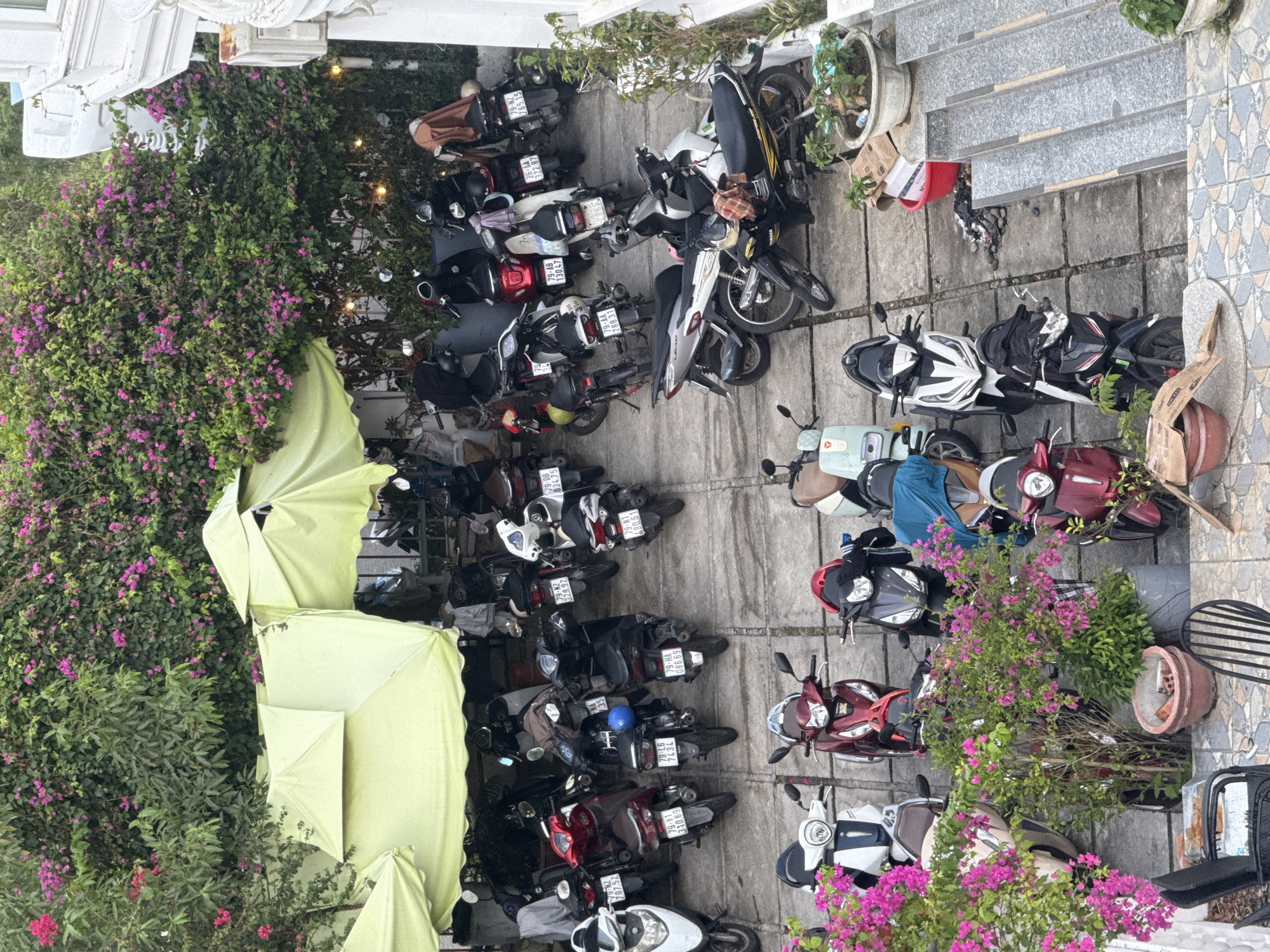 The image depicts an outdoor parking area for motorbikes, likely in a city setting. The scene is dominated by a large number of motorbikes parked closely together, most of which are scooters. The ground is paved with concrete slabs. Overhanging the parking area are large, light green tarpaulins or awnings, providing shade.
A dense wall of green foliage with clusters of bright pink flowers, identified as bougainvillea, covers a significant portion of the background and spills over the edges of the tarpaulins. This suggests a tropical or subtropical climate. In the upper right corner, part of a white building with decorative elements is visible, along with a modern-looking air conditioning unit.
Several motorbikes are clearly visible, displaying various colors including white, black, red, and maroon. Some have coverings, and others have helmets or other accessories attached. In the foreground, there are some potted plants and outdoor furniture, including chairs.
The overall impression is a busy urban environment where motorbikes are the primary mode of transportation, with ample greenery providing a natural contrast to the man-made structures and vehicles. The scene appears to be in Bac Nha Trang Ward, Vietnam, known for its coastal location and vibrant flora.