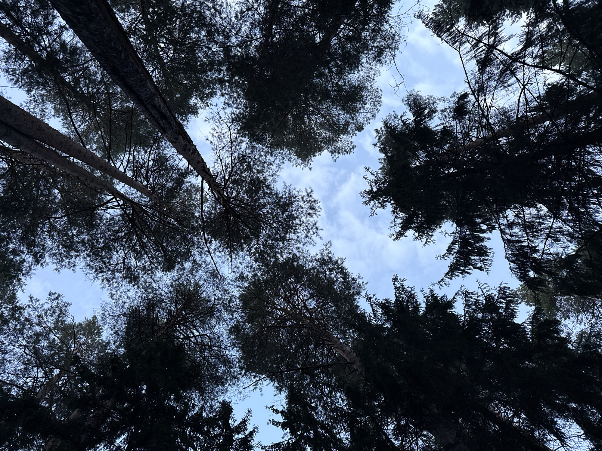 This is a low-angle, full shot of tall trees viewed from below, looking up towards the sky in a forest. The branches and dark foliage of numerous coniferous trees create a canopy that frames a patch of the sky in the center. The sky is a pale blue with scattered, thin white clouds. The lighting suggests it is either early morning or late afternoon, with the sun not directly visible but contributing to the soft illumination of the clouds and the lighter parts of the sky. The scene is devoid of any people or man-made objects, presenting a natural forest environment. The location, Камское, Russia, is implied by the context, but not visually confirmed within the image itself.