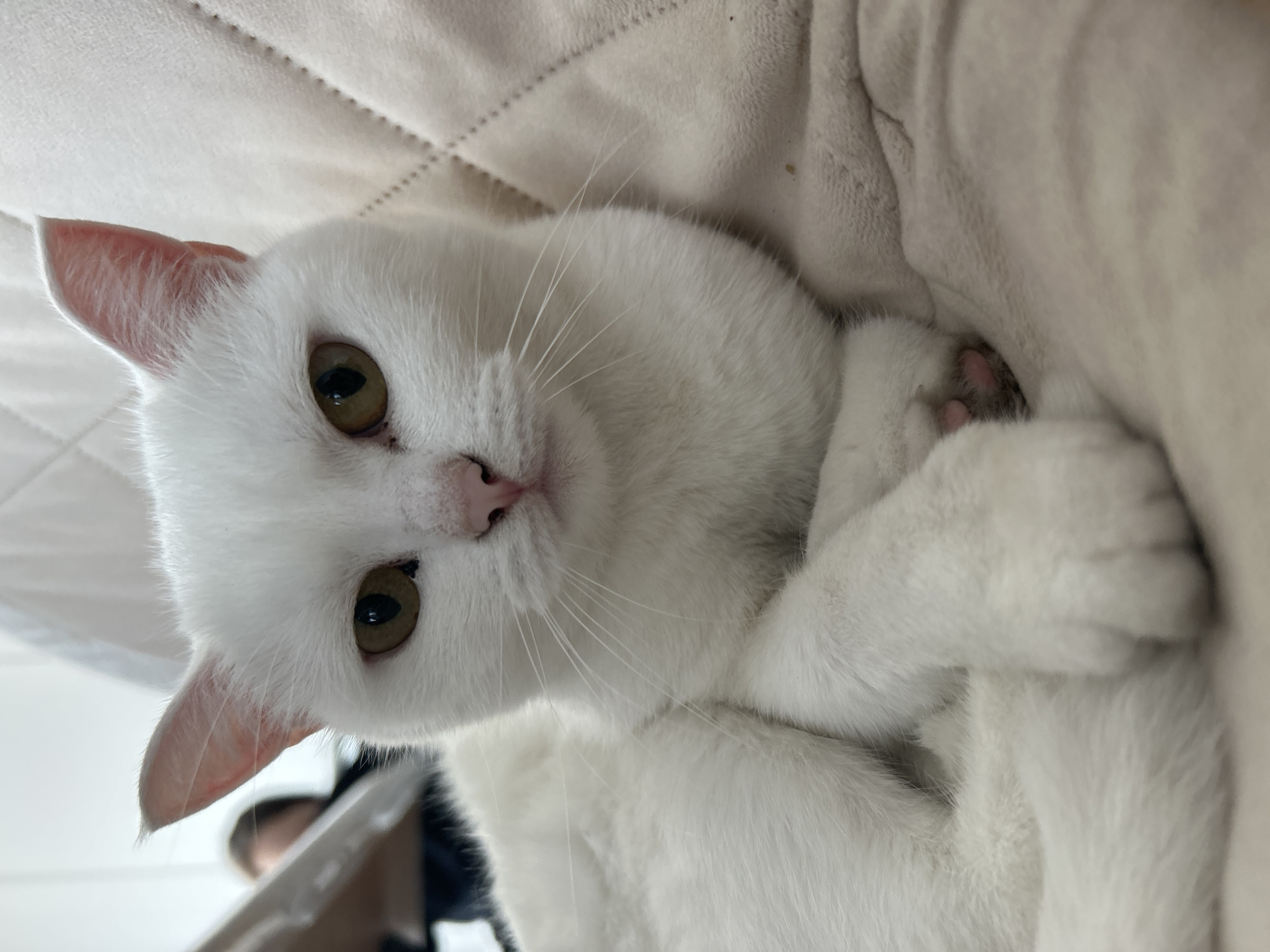 An indoor scene in the city of Chaikovsky, Russia, features a white domestic cat as the primary subject, centered and facing forward. The cat possesses short, pure white fur, light olive-green irises with black slit pupils, a small pink nose, and prominent white whiskers. Its ears are erect and pointed, with pink inner surfaces. The cat's front paws are tucked beneath its body, with one visible pink toe pad. It rests on a light beige, quilted surface, exhibiting a diamond pattern. In the blurred background, to the left of the cat, a human figure with dark hair and dark clothing is partially visible from behind, appearing to be seated. A light-colored object or material partially obscures the left side of the background. The lighting is soft and diffused, illuminating the scene evenly.