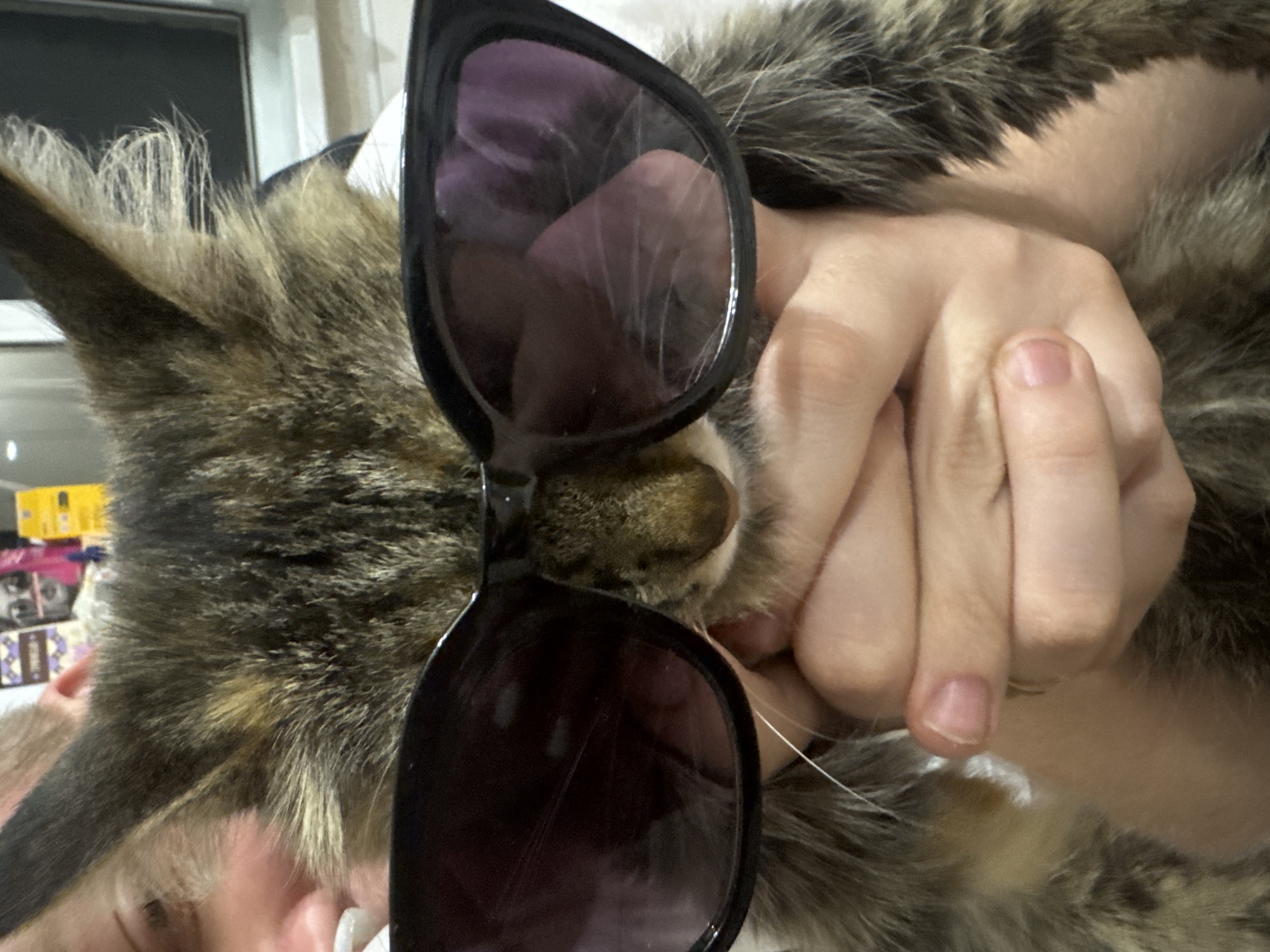 A cat wearing black sunglasses is being held by a person's hands. The cat has tabby fur and is looking towards the camera. The background is blurred and shows a domestic environment. The image does not provide any information about the location in Saratov, Russia.