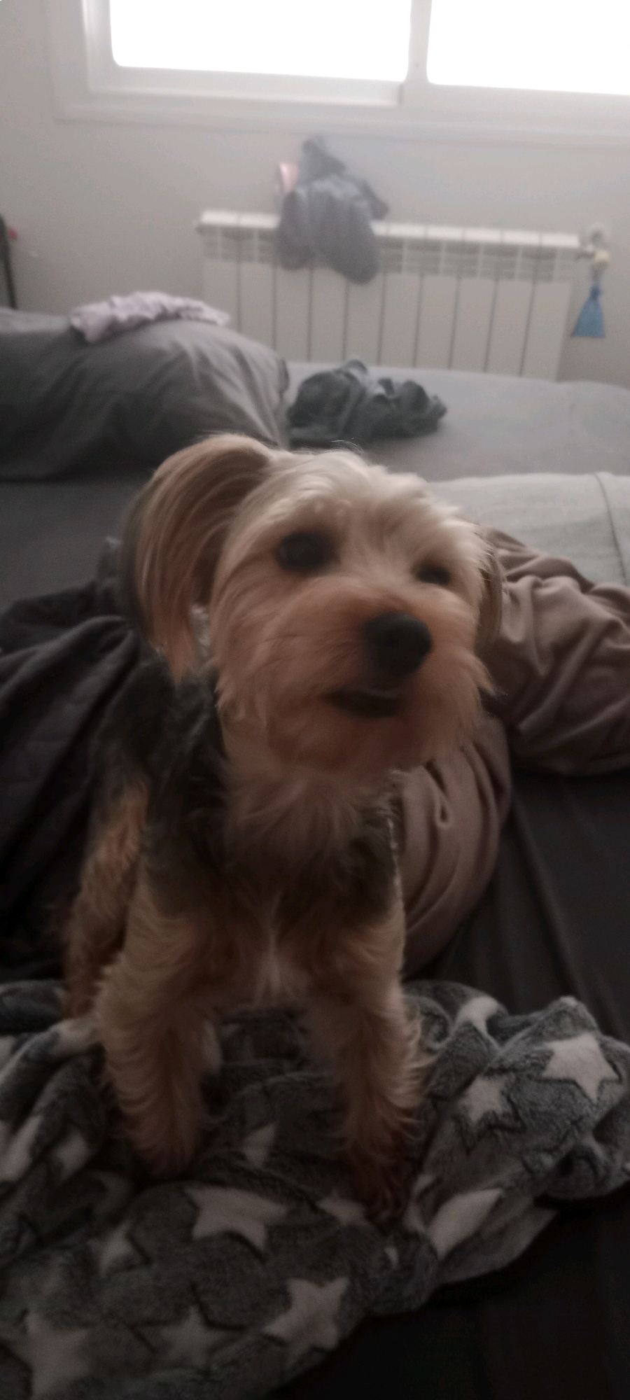 A small, tan and black dog with floppy ears stands on a gray and white star-patterned blanket. The dog is facing forward, with its mouth slightly open. The background is blurred, but appears to be a bedroom with a window and a radiator. There are also several piles of clothing visible. The scene appears to be indoors, likely in a residential setting, within the city of Galapagar, Spain.
