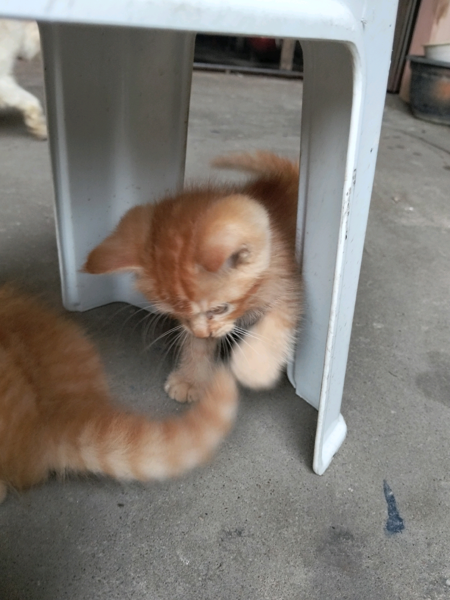 In Arang Limbung, Indonesia, two orange kittens are the subjects of this image. One kitten is positioned centrally, emerging from beneath a white plastic chair, its body angled downwards. Its head is bowed, and its gaze is directed towards the ground, with its paws visible. The other kitten is partially visible on the left side of the frame, with its tail prominently displayed, curved and fluffy, suggesting motion. The environment is an outdoor concrete surface, consistent with a yard or patio. The lighting is neutral, indicating it is daytime. The overall scene is a candid capture of young cats in a natural, albeit somewhat stark, setting.