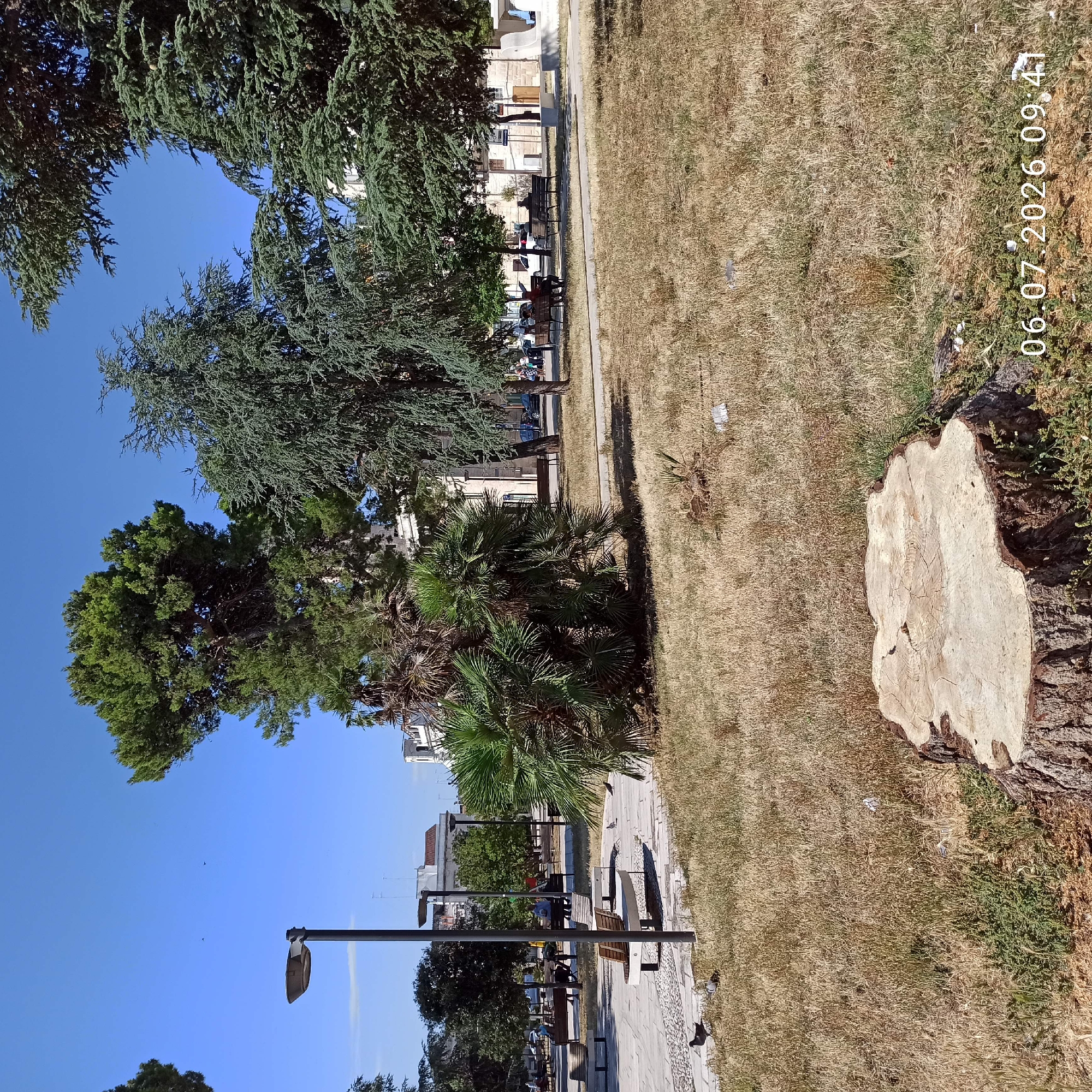 In Ruvo di Puglia, Italy, on July 6, 2026, at 09:41, a public park scene unfolds under a clear blue sky. The foreground is dominated by a large, recently cut tree stump, its rough bark contrasting with the smooth, light-colored wood of its top surface. Surrounding the stump, dry, yellowish grass indicates arid conditions, with sparse green weeds poking through.
Further into the park, paved walkways with decorative stone borders are visible. Several benches are placed along these paths, some occupied by individuals. In the middle ground, a variety of trees, including mature pines and palm trees, provide shade. Beyond the trees, buildings with light-colored facades and some with tiled roofs suggest an urban setting. A streetlamp stands near the paved area, and the silhouette of a distant building with an ornate facade is noticeable. Several pigeons are present in the park, some walking on the paved areas and others on the grassy sections. The overall impression is of a sunny day in an urban park with evidence of recent tree removal.