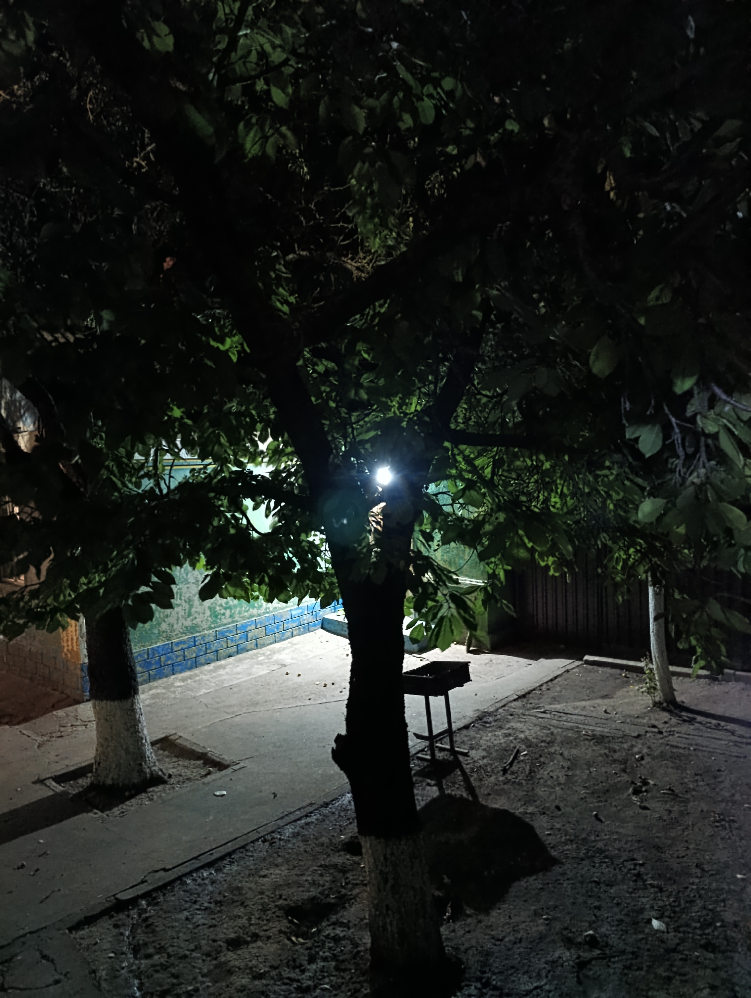 The image depicts an outdoor scene at night, likely in Roghi, Moldova. Two trees, their lower trunks painted white, are prominent. The tree on the left stands in a square raised planting bed. A bright light source emanates from behind the central tree, partially obscured by its leaves, casting a strong glare. In the background, a low wall is visible, constructed with blue bricks at the bottom and a lighter colored section above. A dark, portable barbecue grill on legs is situated to the right of the central tree. The ground appears to be a mix of concrete or pavement and dirt, with scattered debris. A wooden fence is visible in the far background. The overall impression is one of a dimly lit, possibly residential or communal outdoor space.