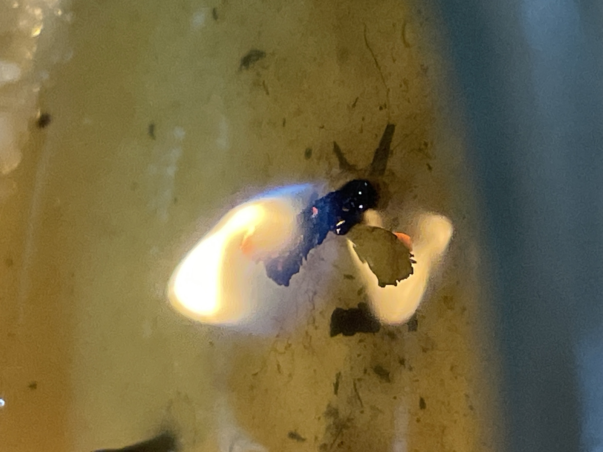 The image shows an unidentified object in murky water, likely a jar or container, with debris at the bottom. The object appears to have a dark, irregular shape surrounded by a glowing, light-colored halo. There are hints of red/orange on the object. The environment appears to be indoors, considering the lighting and the presence of a jar or container. There is no concrete evidence to suggest the location is in Denpasar, Indonesia.