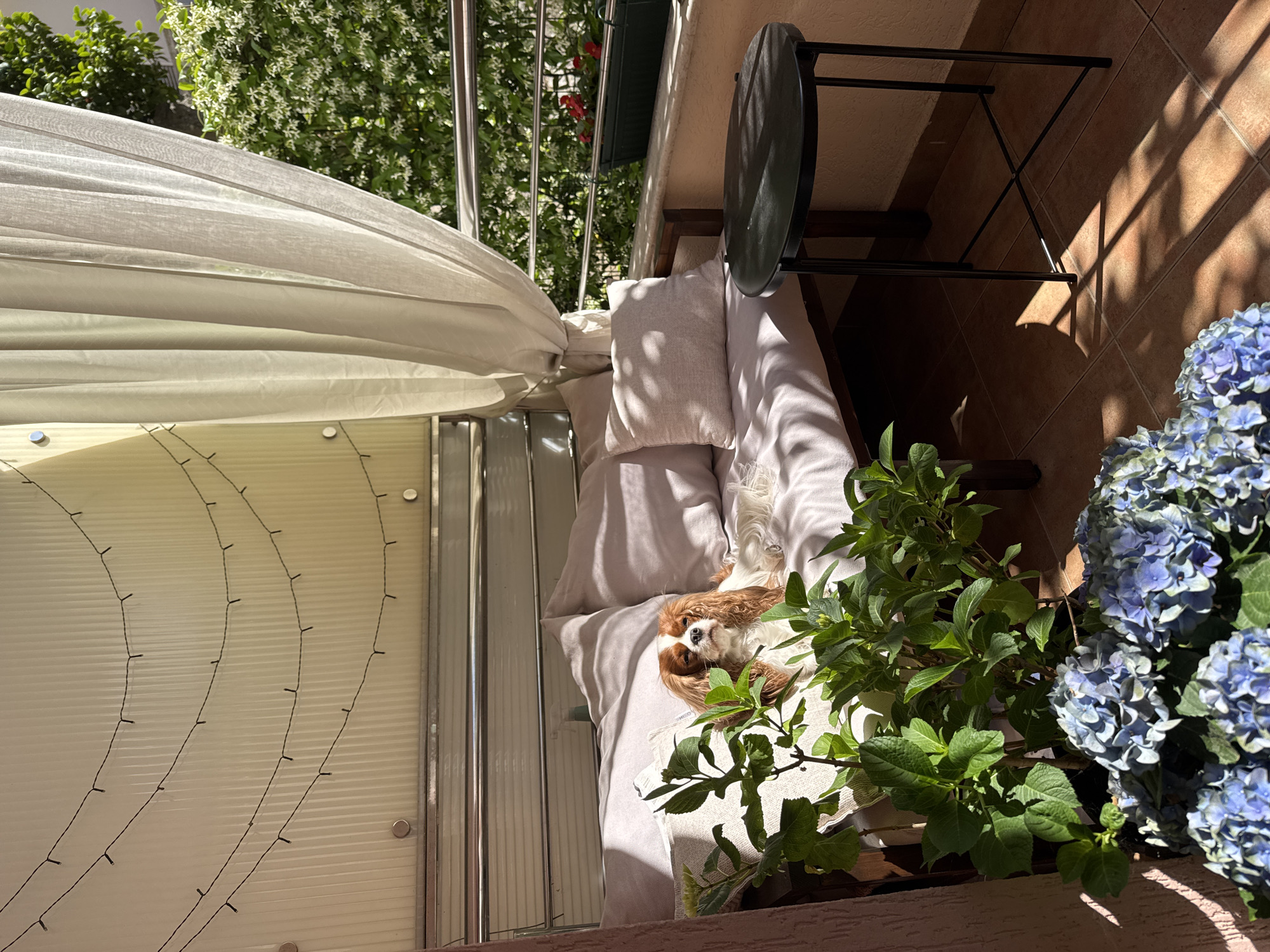 On a balcony in Budva, Montenegro, a Cavalier King Charles Spaniel lies on a cushioned daybed, next to a hydrangea bush with blue blooms. A small, round table stands nearby. The balcony has a sheer white curtain hanging from a metal railing and a textured tan tile floor. A translucent wall with thin black wires runs along one side. The balcony overlooks greenery. Sunlight casts shadows across the scene.