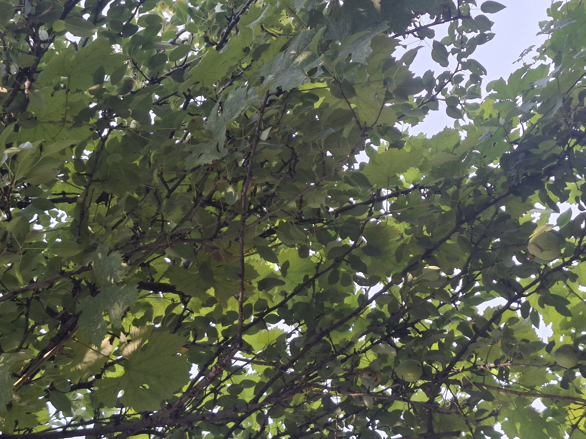 The image is a low-angle, close-up shot of a tree canopy, heavily laden with green leaves and several round, green fruits. The branches are thick and dark, intertwined with numerous leaves, some of which appear to have holes or are slightly tattered. Sunlight filters through the leaves, creating dappled light and shadows. The sky is visible in patches through the gaps in the foliage, appearing overcast or hazy. The fruits, which appear to be the primary subject, are suspended from the branches by short stems. The scene is likely outdoors, within the city of Almaty, Kazakhstan, given the context provided. There are no people or any observable activity taking place in the image.