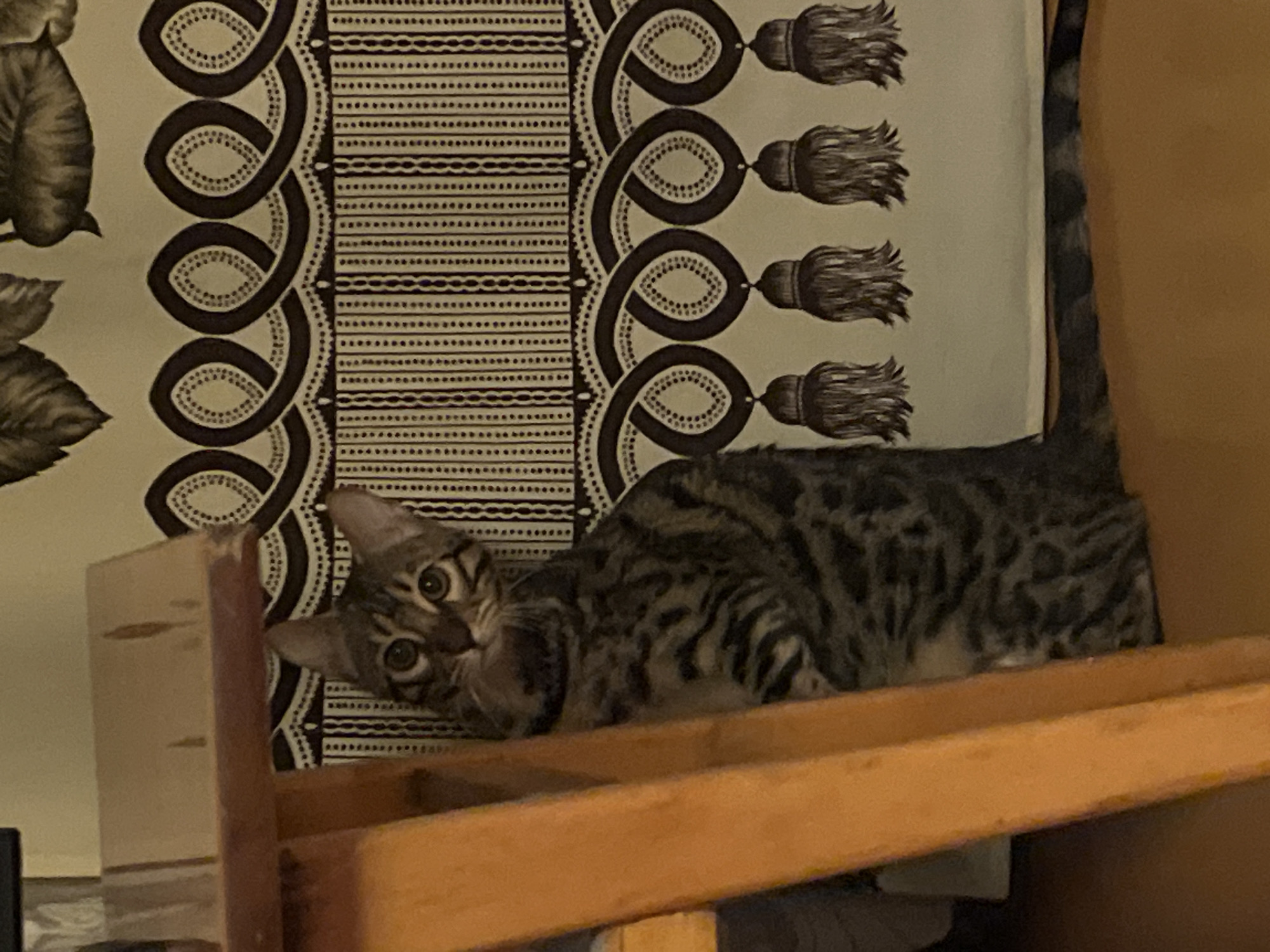 A tabby cat lies on a wooden structure, possibly a chair, in front of a decorative textile with tassels and geometric patterns. The setting appears indoors. The location, Chaikovsky, Russia, cannot be verified from the image alone.