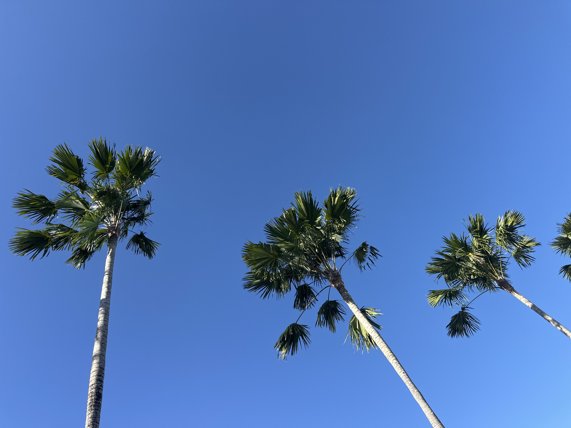 The image captures a clear, bright blue sky with several palm trees visible. The trees appear to be in North Kuta, Indonesia, given the presence of this type of palm tree in that region. The composition is from a low angle, looking up at the trees, causing them to extend diagonally toward the upper portion of the frame. The palm trees are the main subjects, featuring tall, slender trunks and lush green foliage at the top. The color palette is dominated by shades of blue from the sky and green from the palm fronds.
