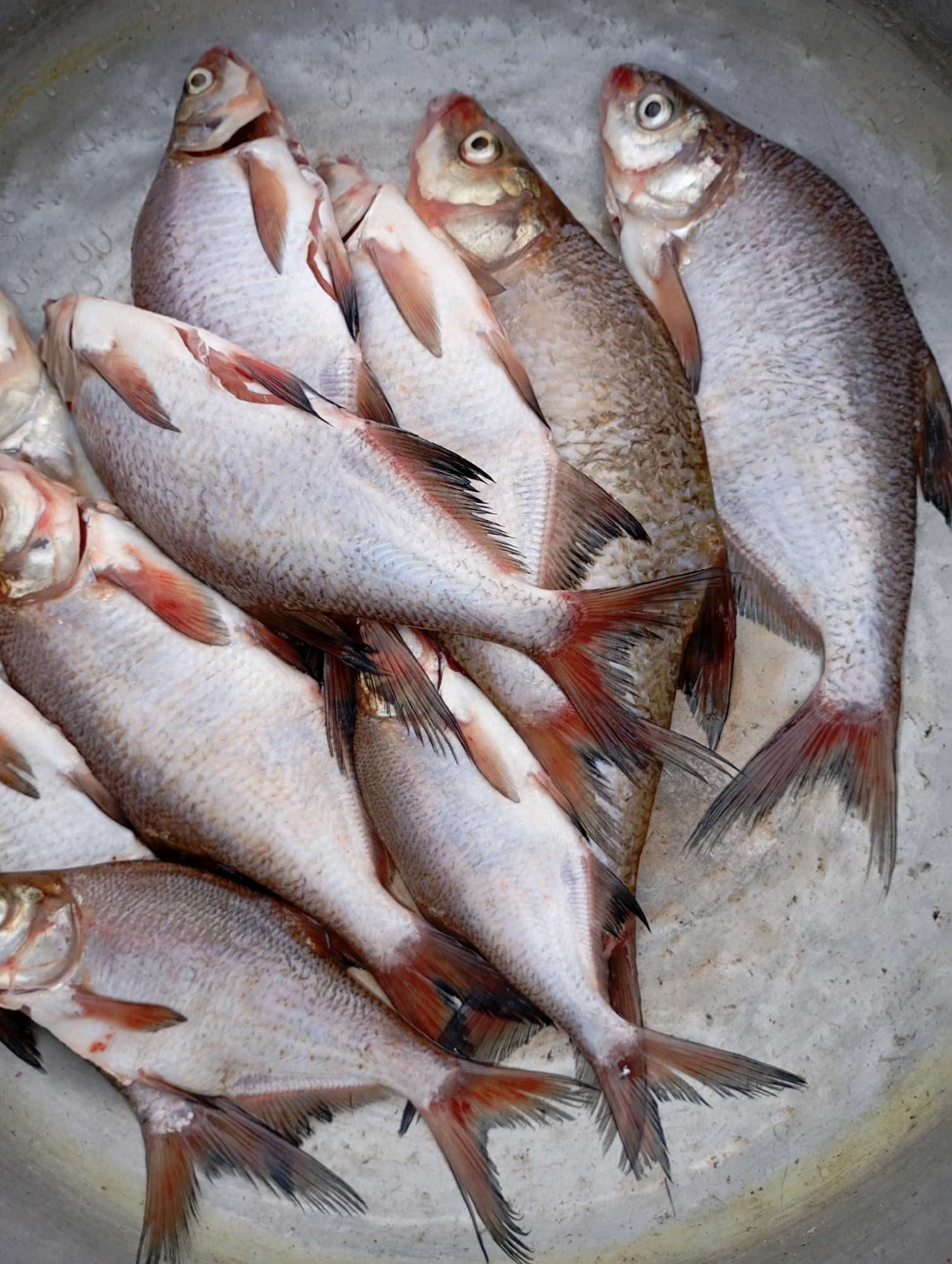 In a shallow, weathered metal basin, a collection of freshly caught fish lies arranged. The fish, silvery-white with hints of red and black on their fins, are positioned in various orientations, some overlapping. Their scales glint under an unseen light source, and their eyes, some open and some closed, suggest their recent demise. The basin itself appears to be placed on a textured, light-colored surface, possibly concrete or stone, with subtle variations in color and a few faint water stains. The overall impression is one of a rustic, perhaps domestic, setting where the bounty of a recent fishing expedition is being displayed or prepared. The image does not provide any specific geographical markers that would place it within the city of Horishni Plavni, Ukraine, or any other specific urban location.