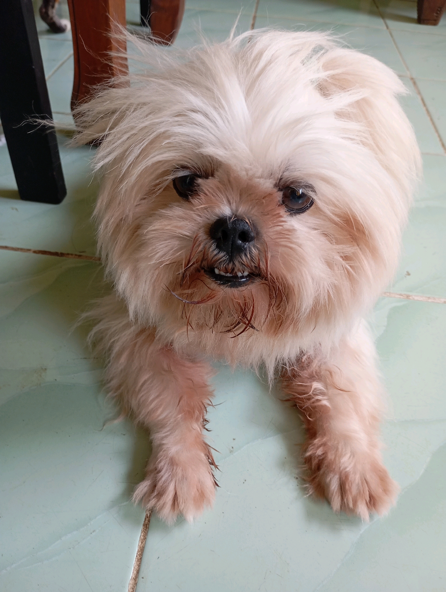 A Shih Tzu dog is lying on a light green tiled floor in a room. The dog has light cream-colored fur, a black nose, and dark eyes. Its mouth is slightly open, revealing its teeth, and some stray hairs are visible around its muzzle. The dog's fur appears somewhat disheveled. In the background, the legs of wooden furniture and a black table leg are visible. The image appears to have been taken indoors, likely in a residential setting. The lighting is natural, suggesting it was taken during the daytime. There is no indication that this scene is located in Balikpapan, Indonesia.