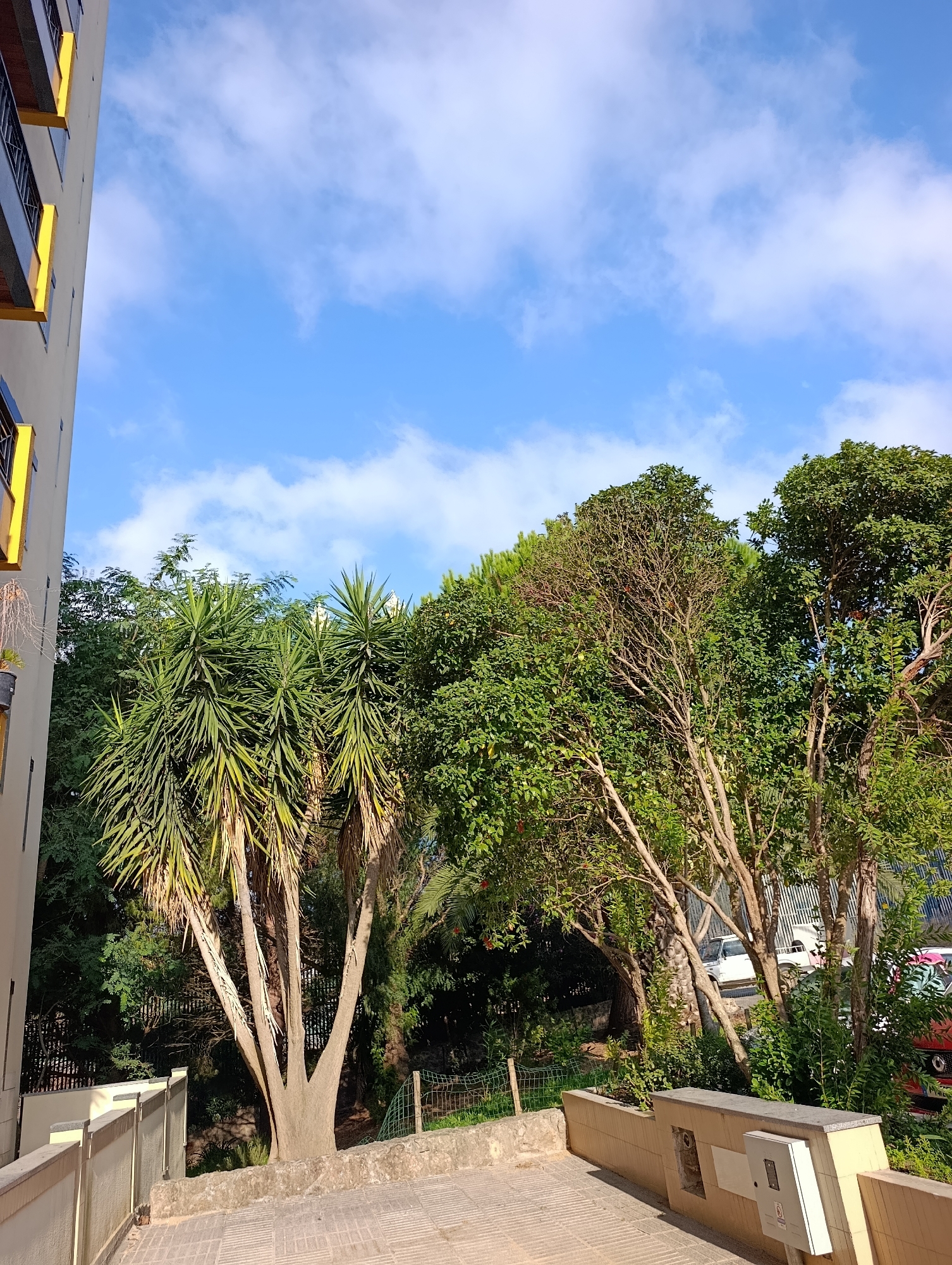 The image captures a sun-drenched exterior view in Setúbal, Portugal, with a bright blue sky dotted with scattered white clouds. On the left, a portion of a multi-story building is visible, its facade painted in a neutral tone, accented by yellow window frames and dark railings. In the foreground, a paved walkway with a textured surface leads towards a low, cream-colored wall that delineates a planter area. Beyond the wall, several trees and lush green foliage dominate the scene. Prominent among them are tall yucca trees with their distinctive spiky leaves, and other deciduous trees with a mix of green leaves and bare branches, suggesting a transition between seasons. In the background, glimpses of vehicles, including a white SUV, and a black fence suggest a residential or urban park setting. The lighting indicates it is daytime, with sunlight casting shadows and highlighting the textures of the environment.